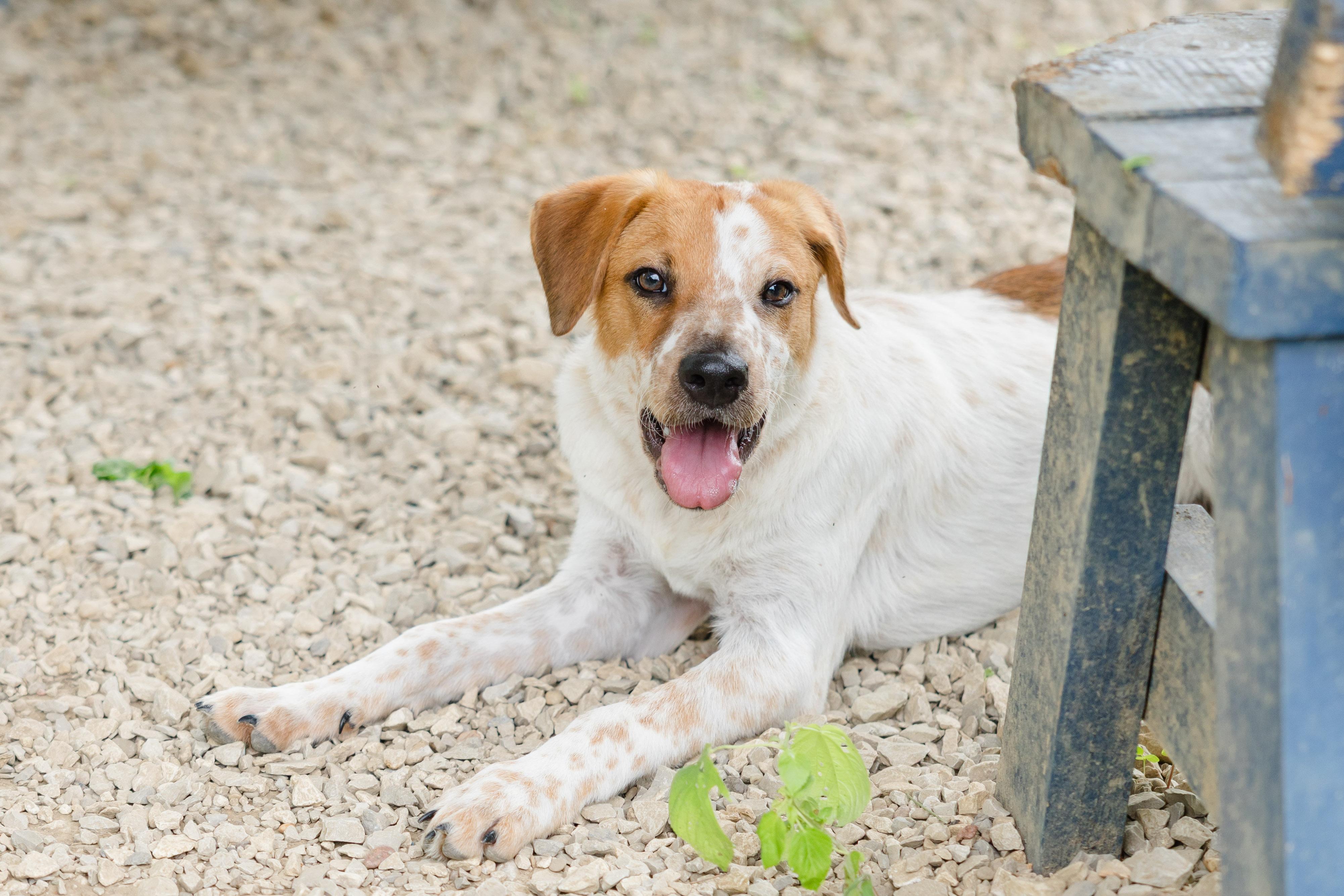 Enlarge Coen, an adopted mixed breed in Newburgh, IN image 2/4