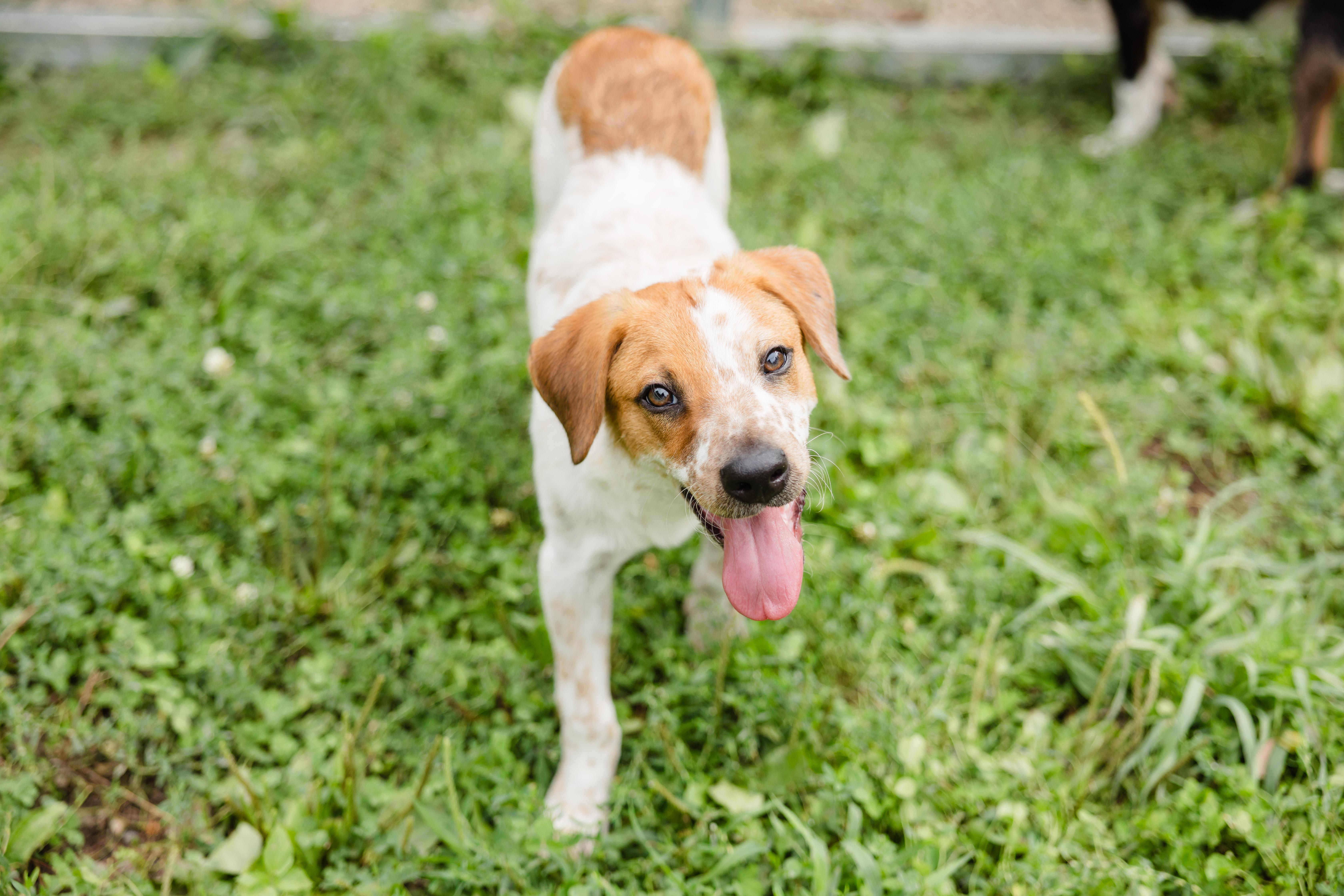 Enlarge Coen, an adopted mixed breed in Newburgh, IN image 3/4