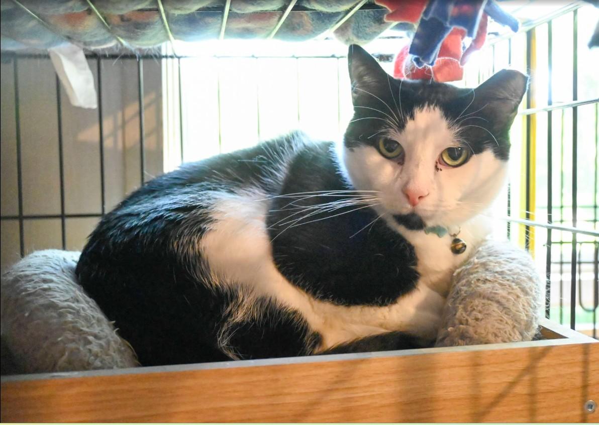 Percy, Adoptable, Adult Male Domestic Short Hair.