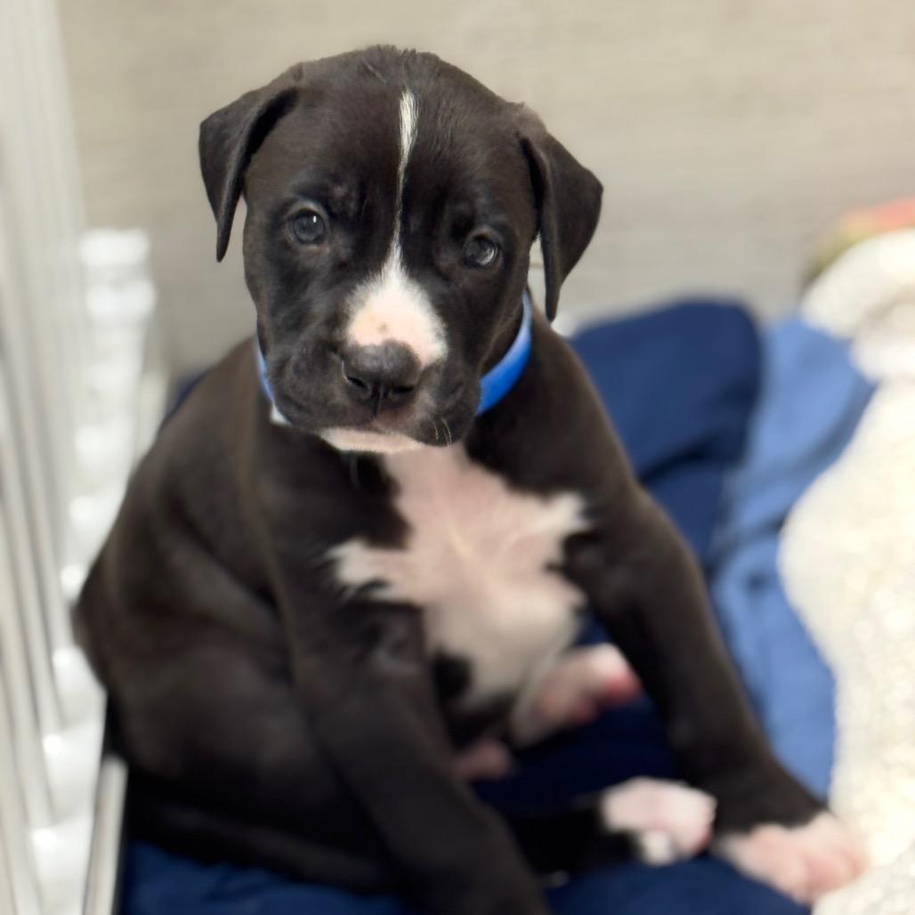 RAIDER, Adoptable, Puppy Male Great Dane & Mixed Breed.
