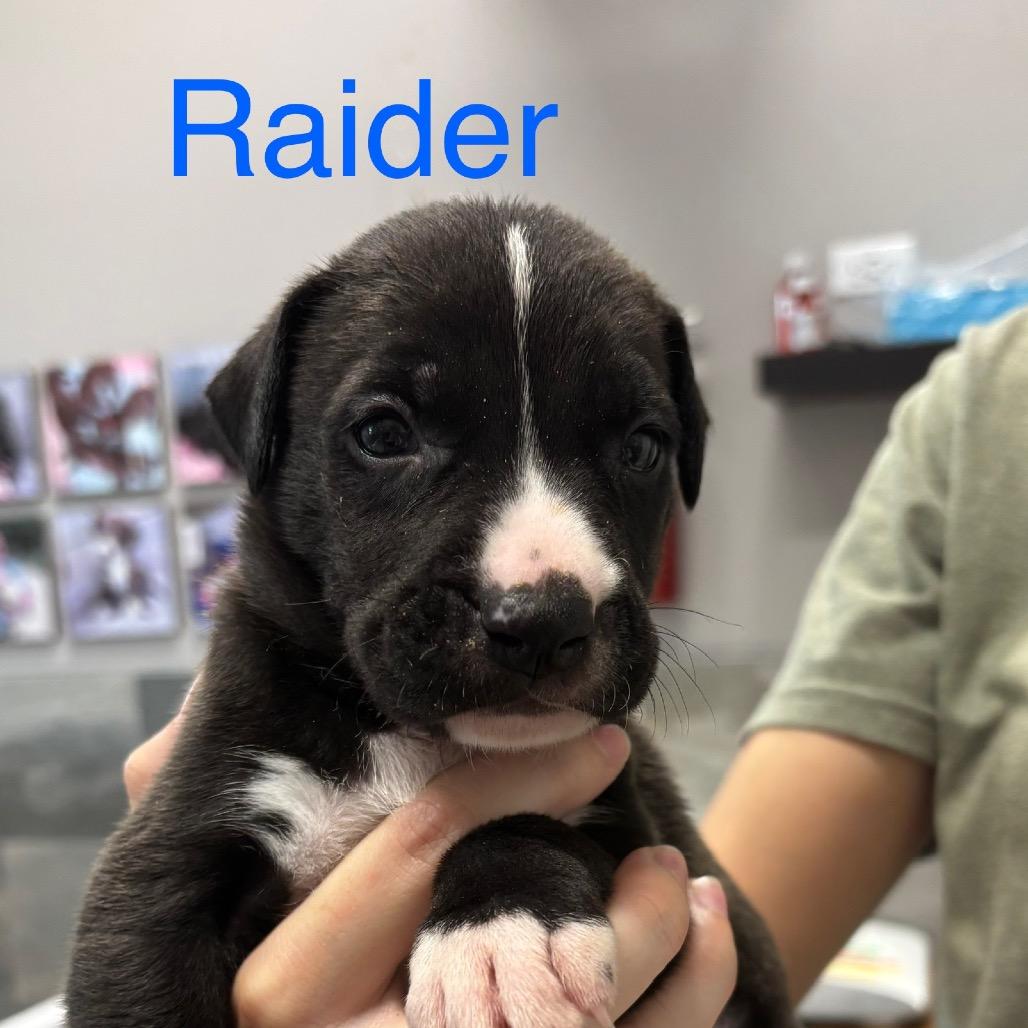 RAIDER, a Adoptable mixed breed in Wellington, FL image 2/4