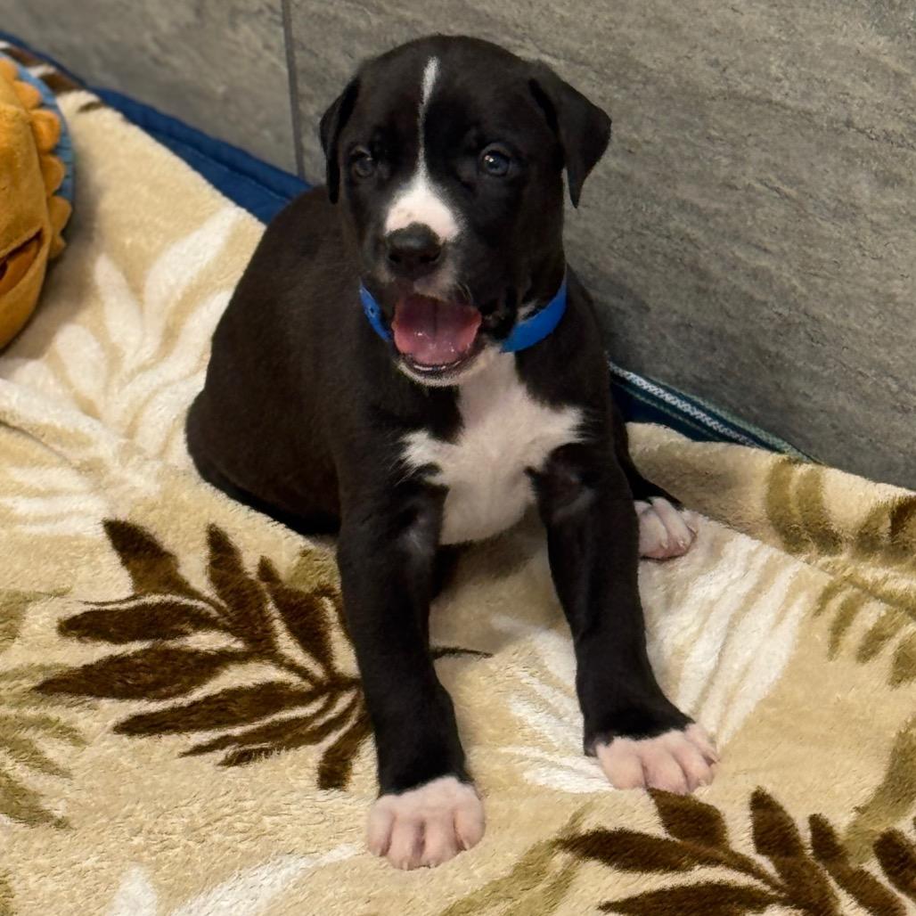 RAIDER, a Adoptable mixed breed in Wellington, FL image 3/4