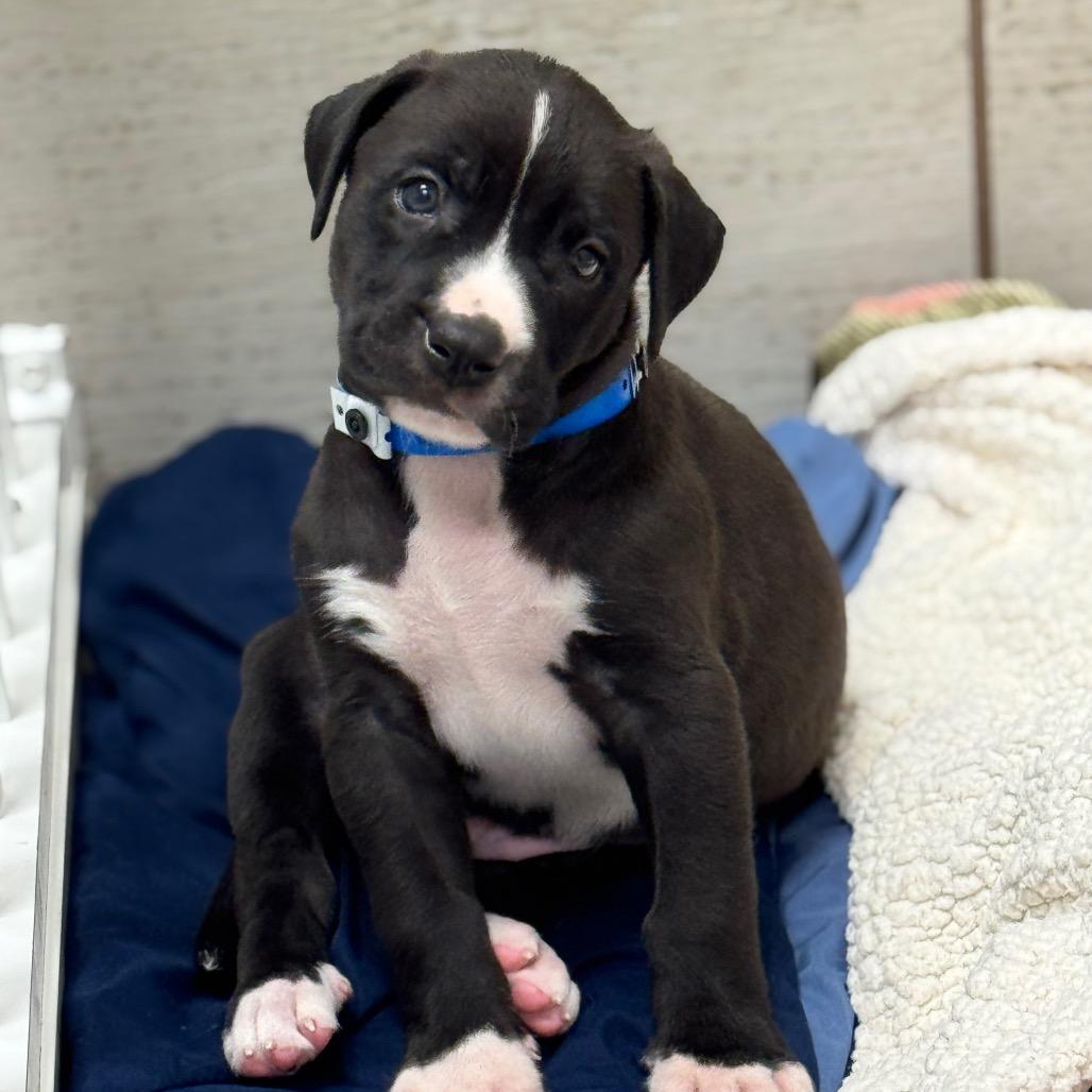 RAIDER, a Adoptable mixed breed in Wellington, FL image 4/4