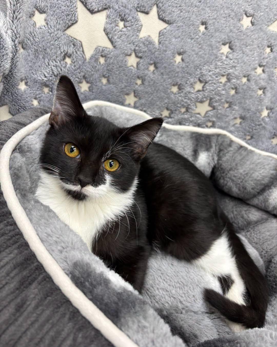 Ivy, Adoptable, Young Female Domestic Short Hair.