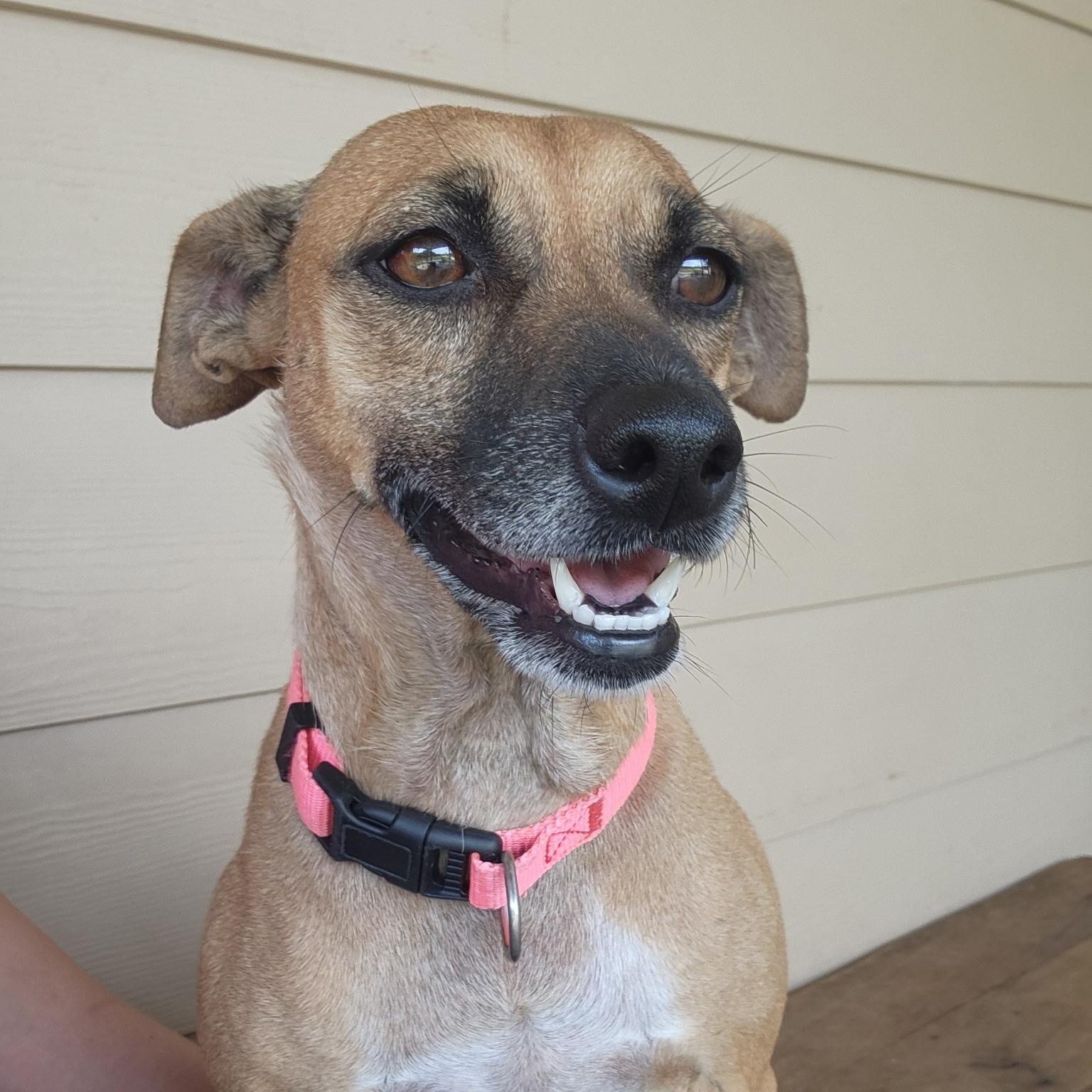 Alice, an adoptable Chihuahua, Mixed Breed in Wilsall, MT, 59086 | Photo Image 1