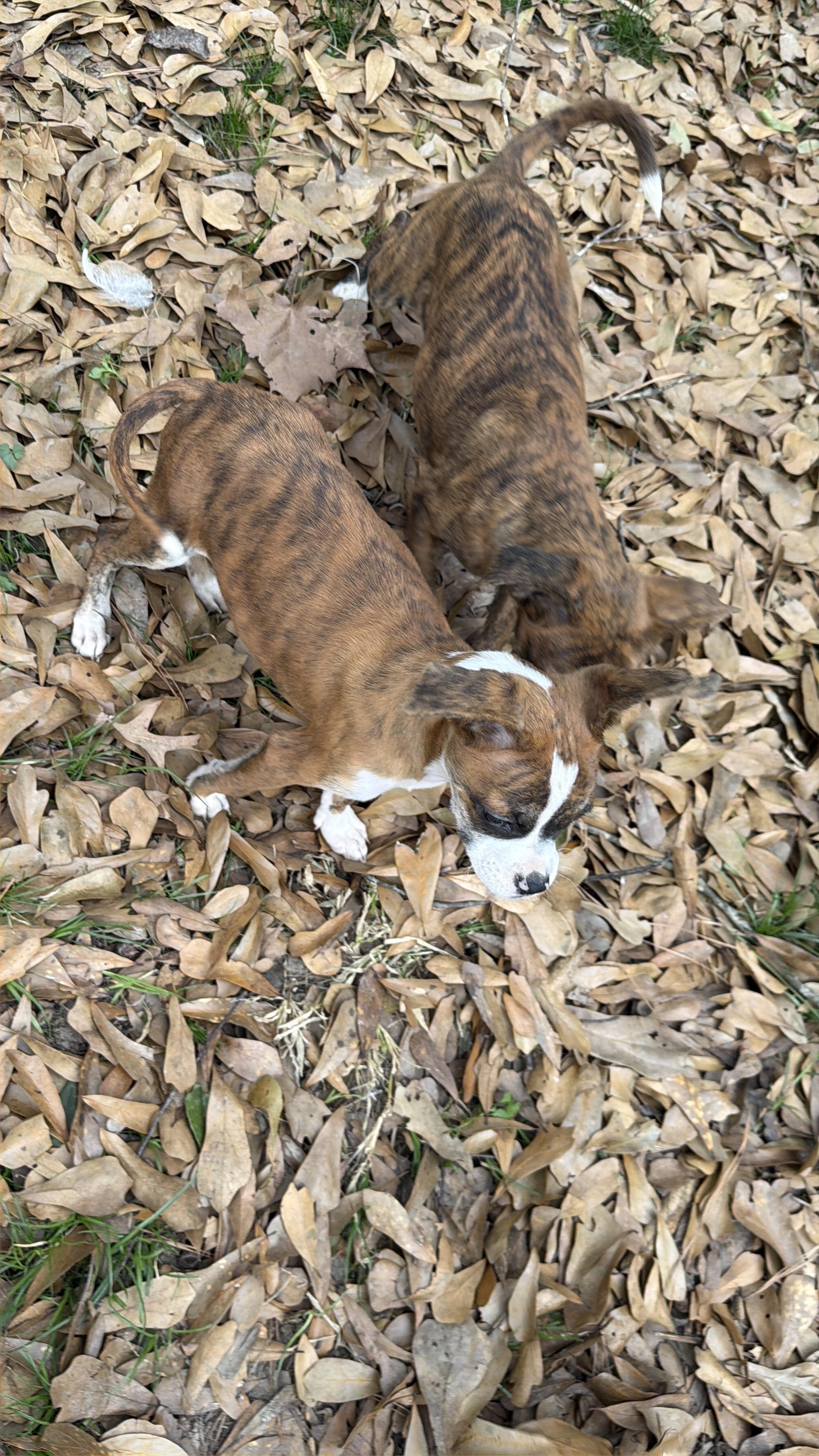 Tawney, a ADOPTABLE mixed breed in Baker, LA image 2/6