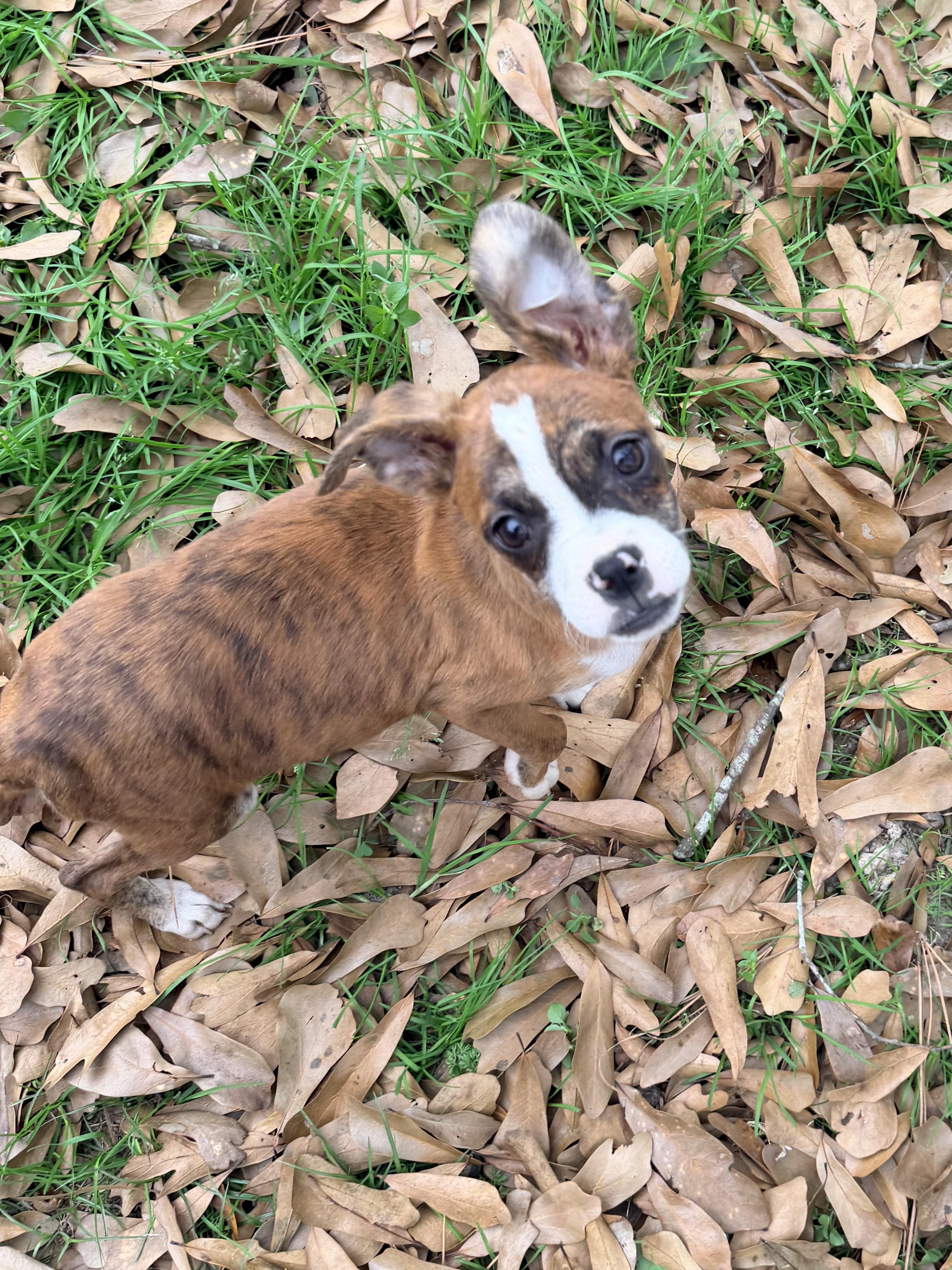 Tawney, a ADOPTABLE mixed breed in Baker, LA image 4/6