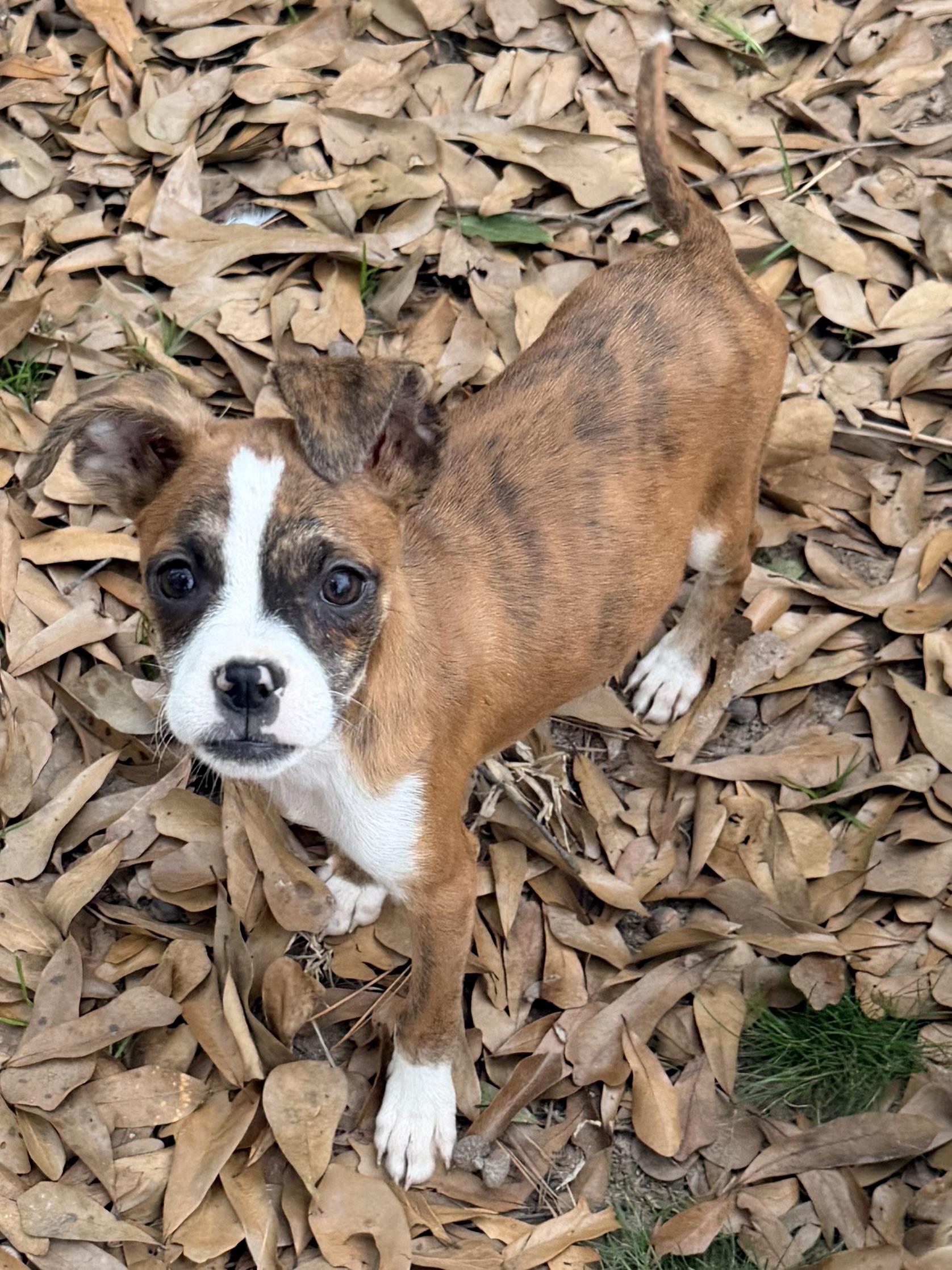 Tawney, a ADOPTABLE mixed breed in Baker, LA image 6/6