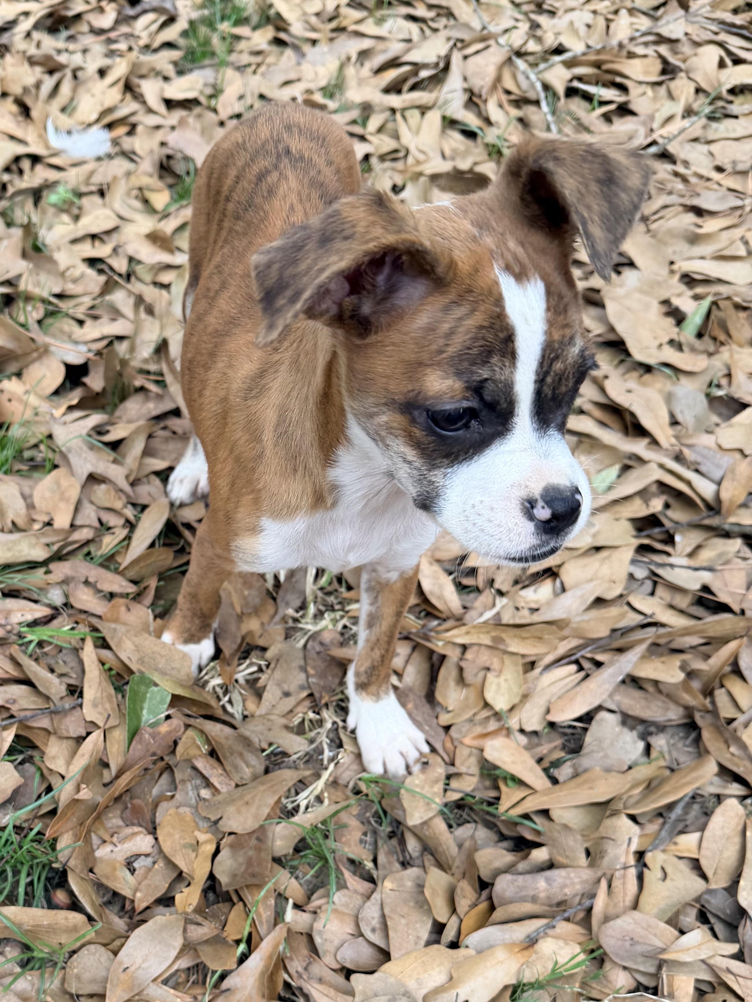 Tawney, a ADOPTABLE mixed breed in Baker, LA image 3/6