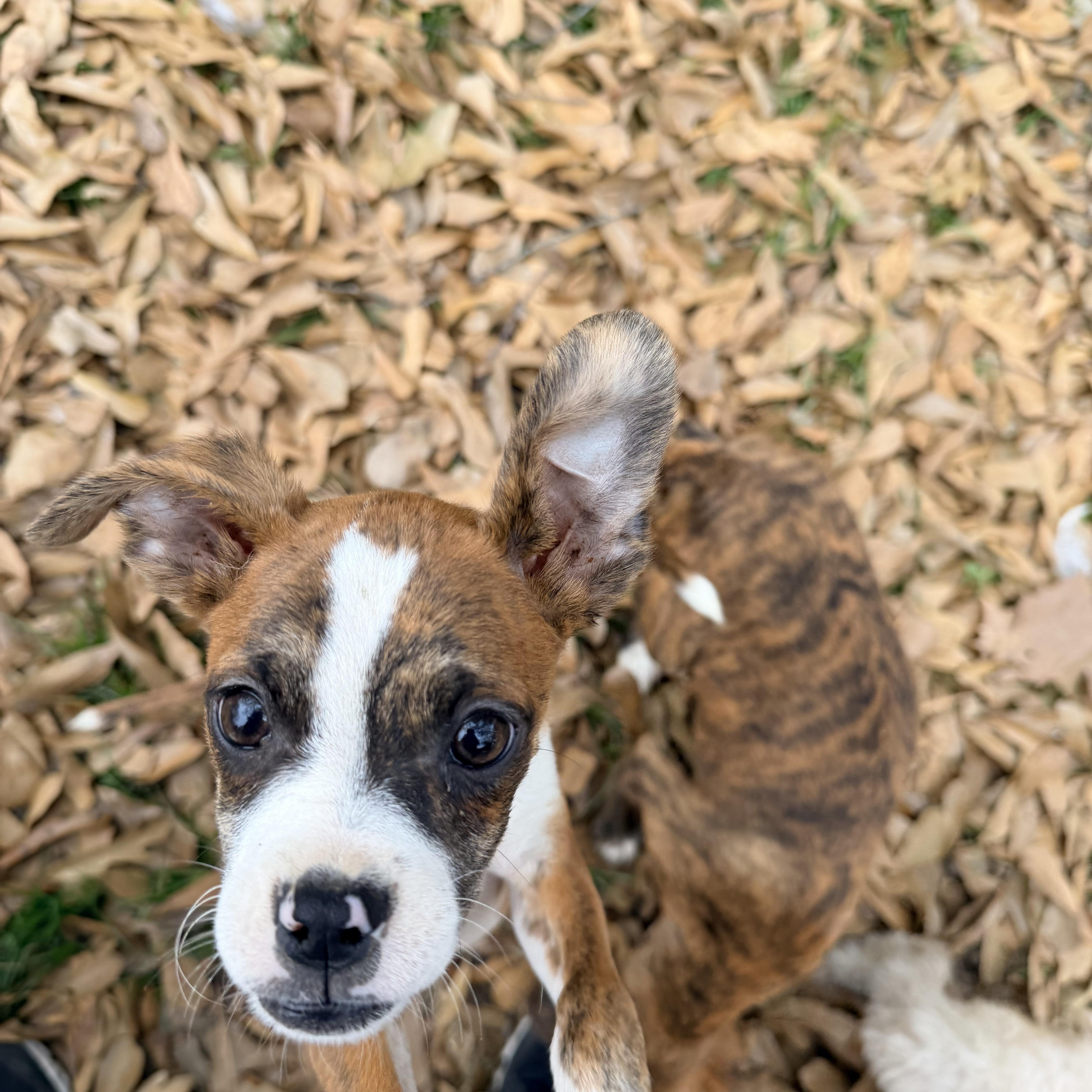 Tawney, a ADOPTABLE mixed breed in Baker, LA image 5/6