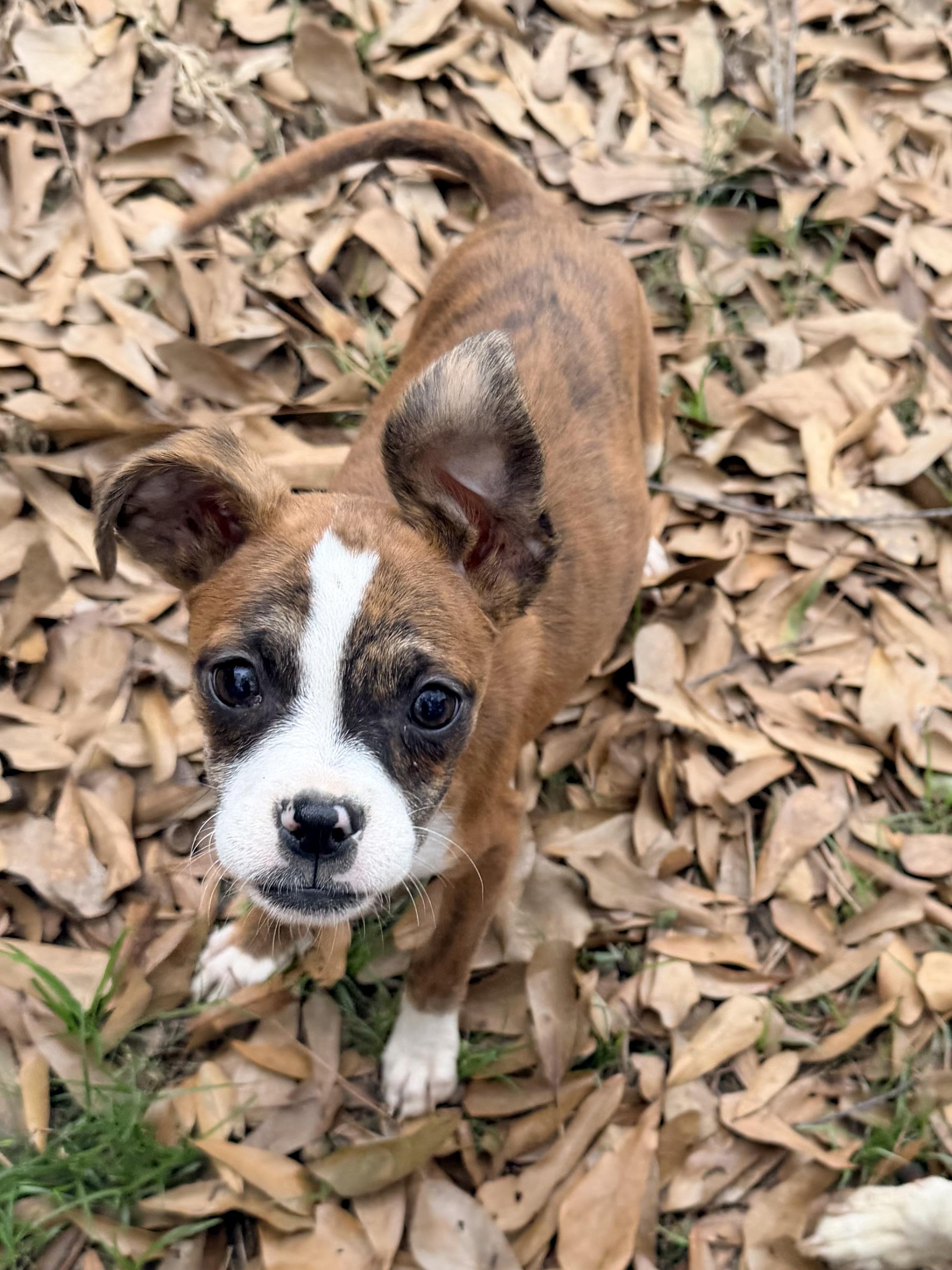 Tawney, a ADOPTABLE mixed breed in Baker, LA image 1/6