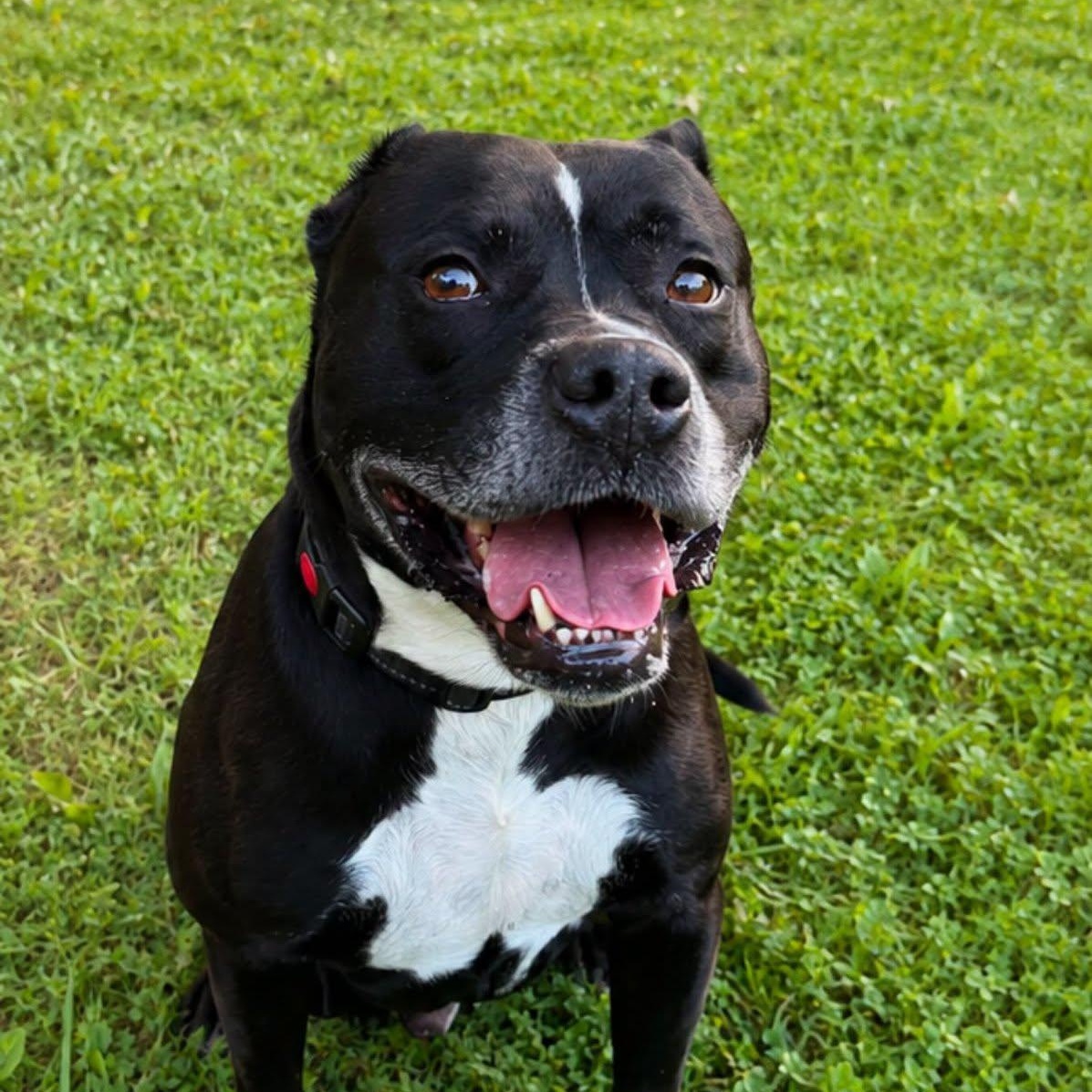 Enlarge Turner, a Adopted Mixed Breed in Warren, OH image 2/2