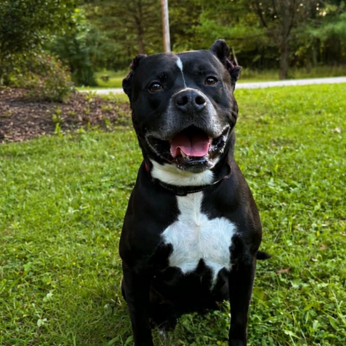 Turner, Adopted, Adult Male Mixed Breed.