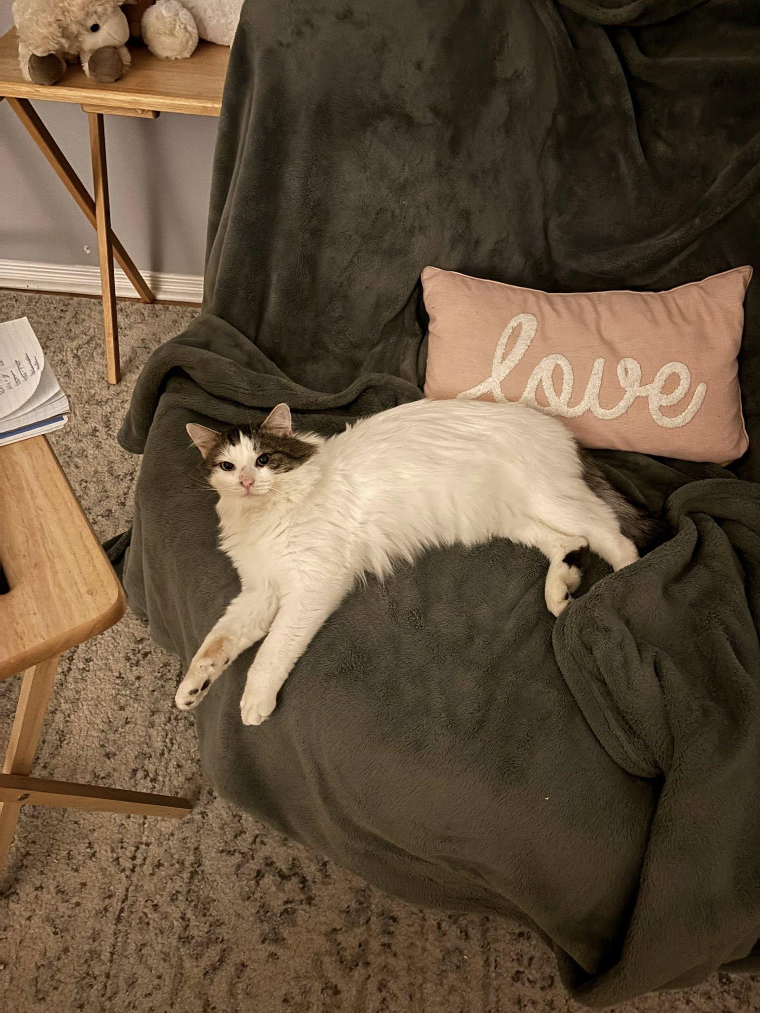 Enlarge Tom, a Adoptable Tabby in Orleans, ON image 1/3