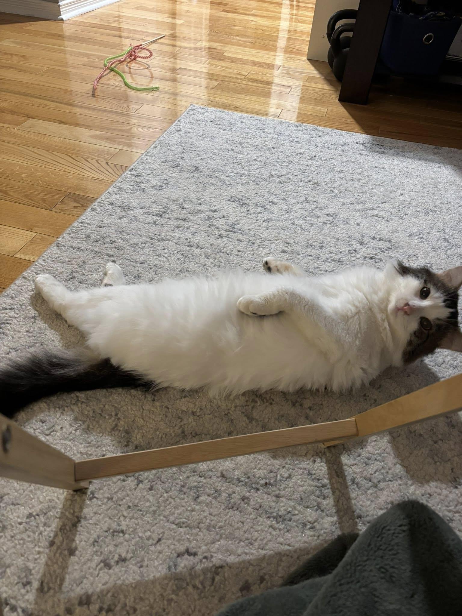 Enlarge Tom, a Adoptable Tabby in Orleans, ON image 2/3