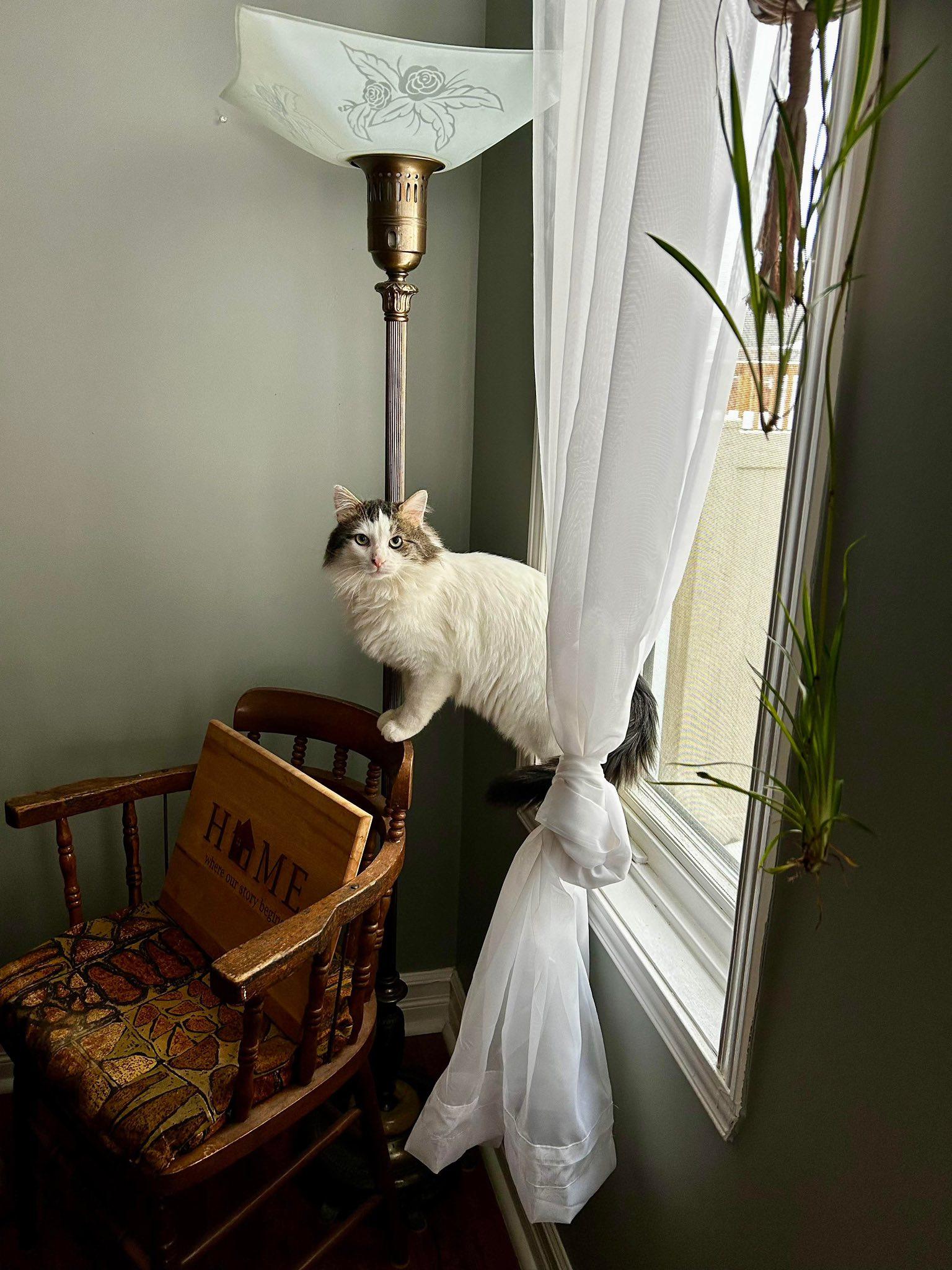 Enlarge Tom, a Adoptable Tabby in Orleans, ON image 3/3