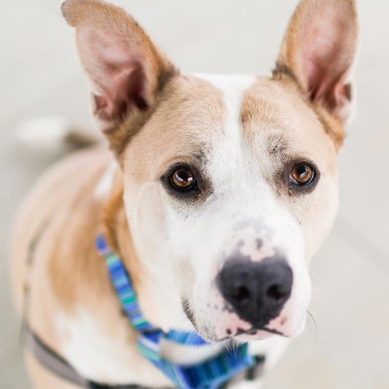 Enlarge Lee, a Adoptable Mixed Breed in Dover, NH image 5/6