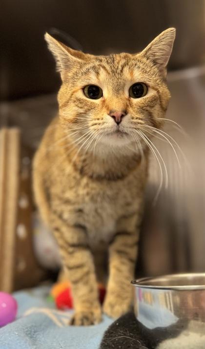 Zinnia, Adoptable, Adult Female Domestic Short Hair & Domestic Short Hair.