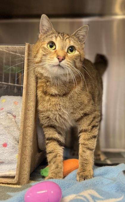 Enlarge Zinnia, a Adoptable mixed breed in Missoula, MT image 2/3