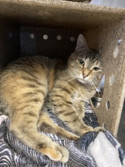 Enlarge Zinnia, a Adoptable mixed breed in Missoula, MT image 3/3