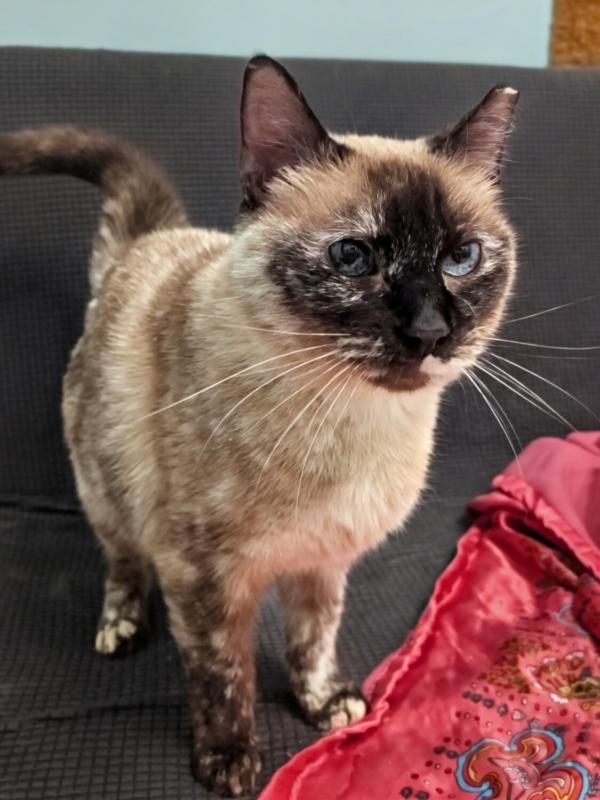 VIVIAN, ADOPTABLE, Adult Female Siamese.