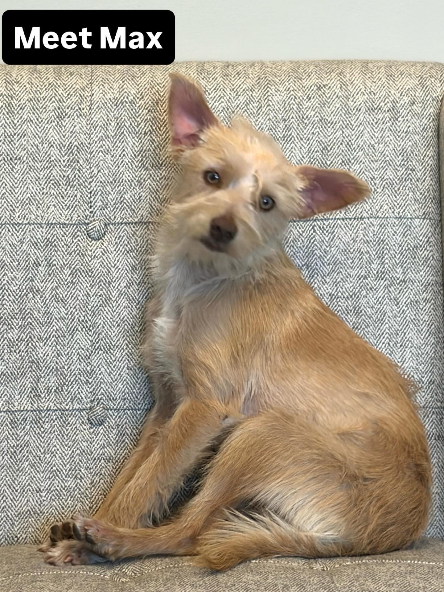 Enlarge Max, a Adoptable mixed breed in Bakersfield, CA image 1/5