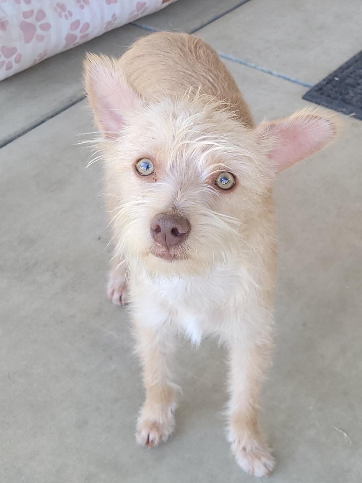 Enlarge Max, a Adoptable mixed breed in Bakersfield, CA image 2/5