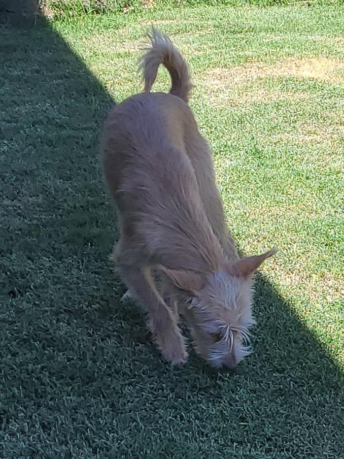 Enlarge Max, a Adoptable mixed breed in Bakersfield, CA image 3/5