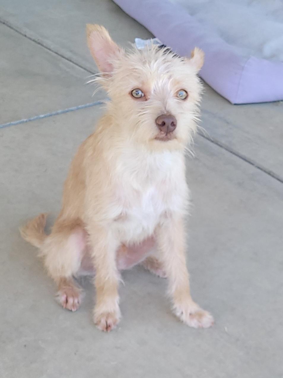 Enlarge Max, a Adoptable mixed breed in Bakersfield, CA image 4/5