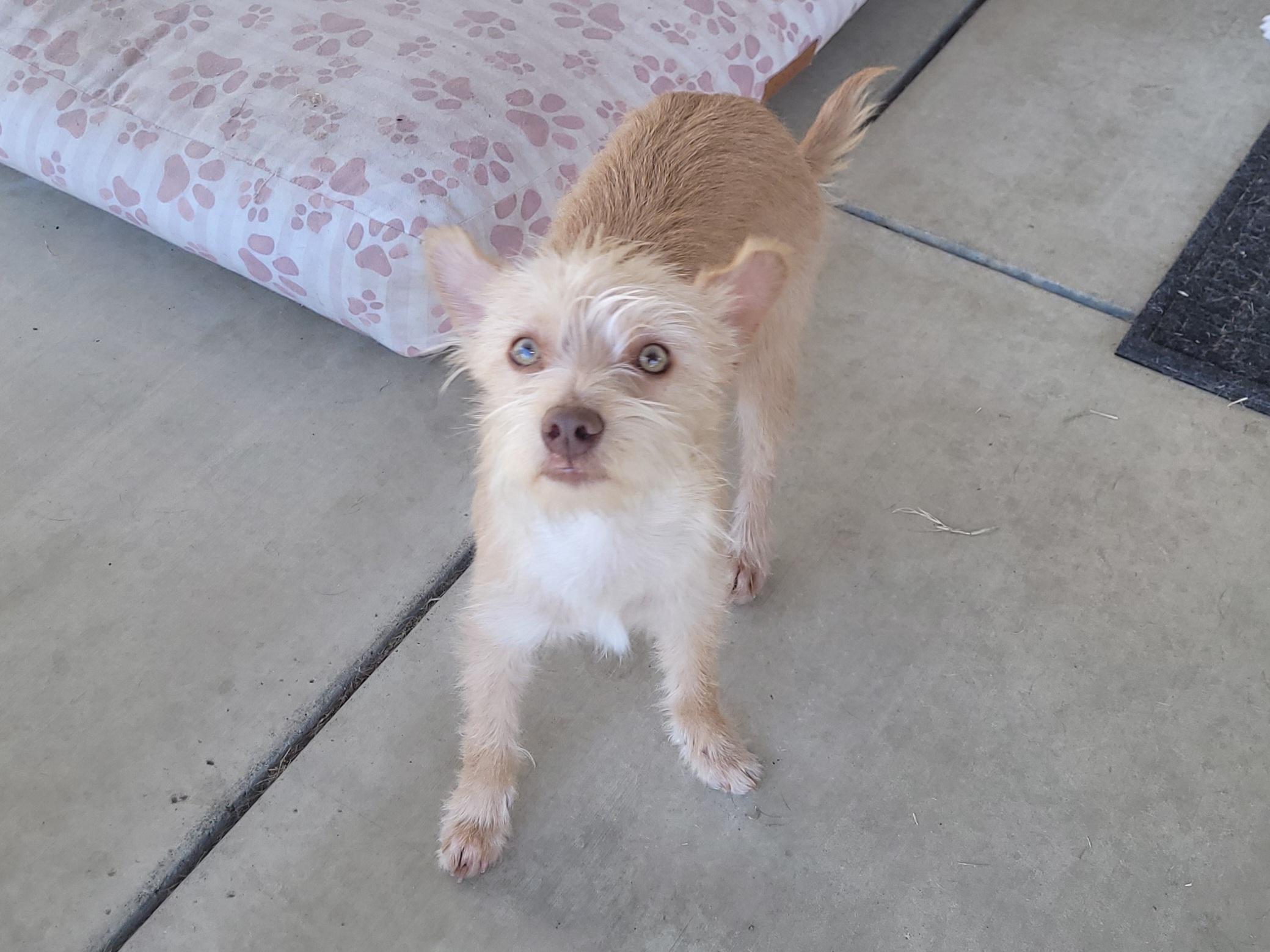 Enlarge Max, a Adoptable mixed breed in Bakersfield, CA image 5/5
