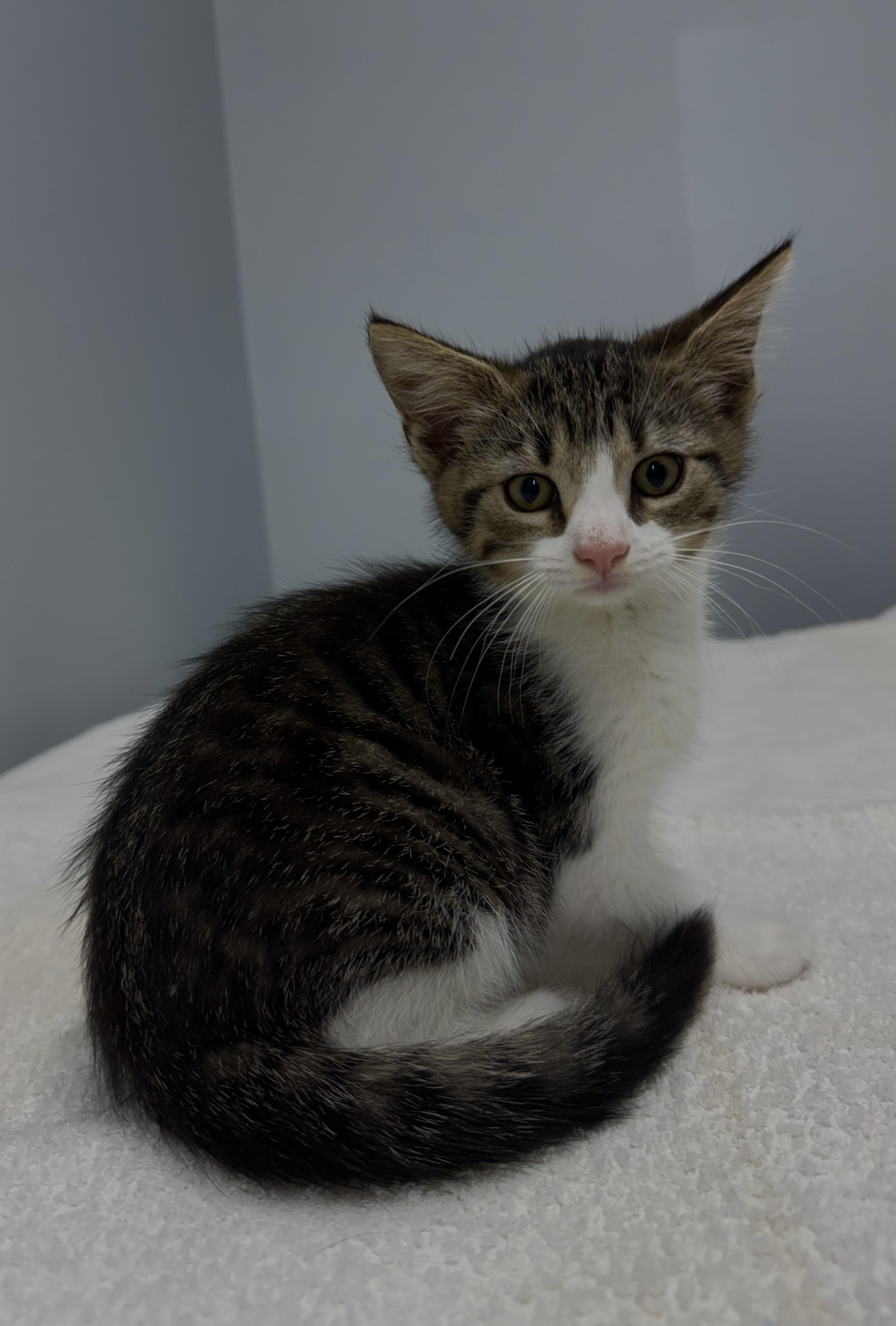 Sarsi, ADOPTABLE, Kitten Female Domestic Short Hair.