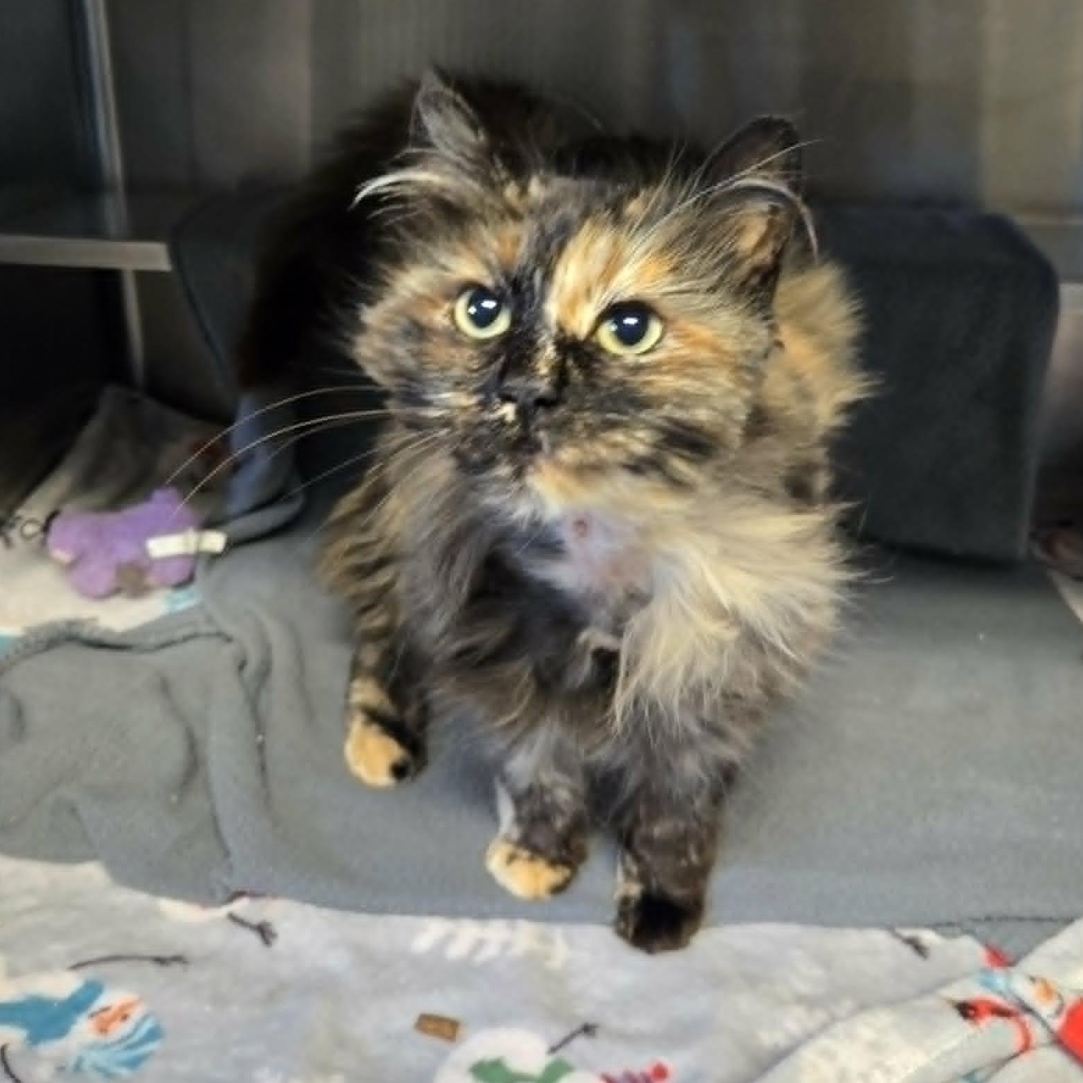 Enlarge Wilka *At Petco*, an adopted Domestic Long Hair in Watertown, WI image 2/2