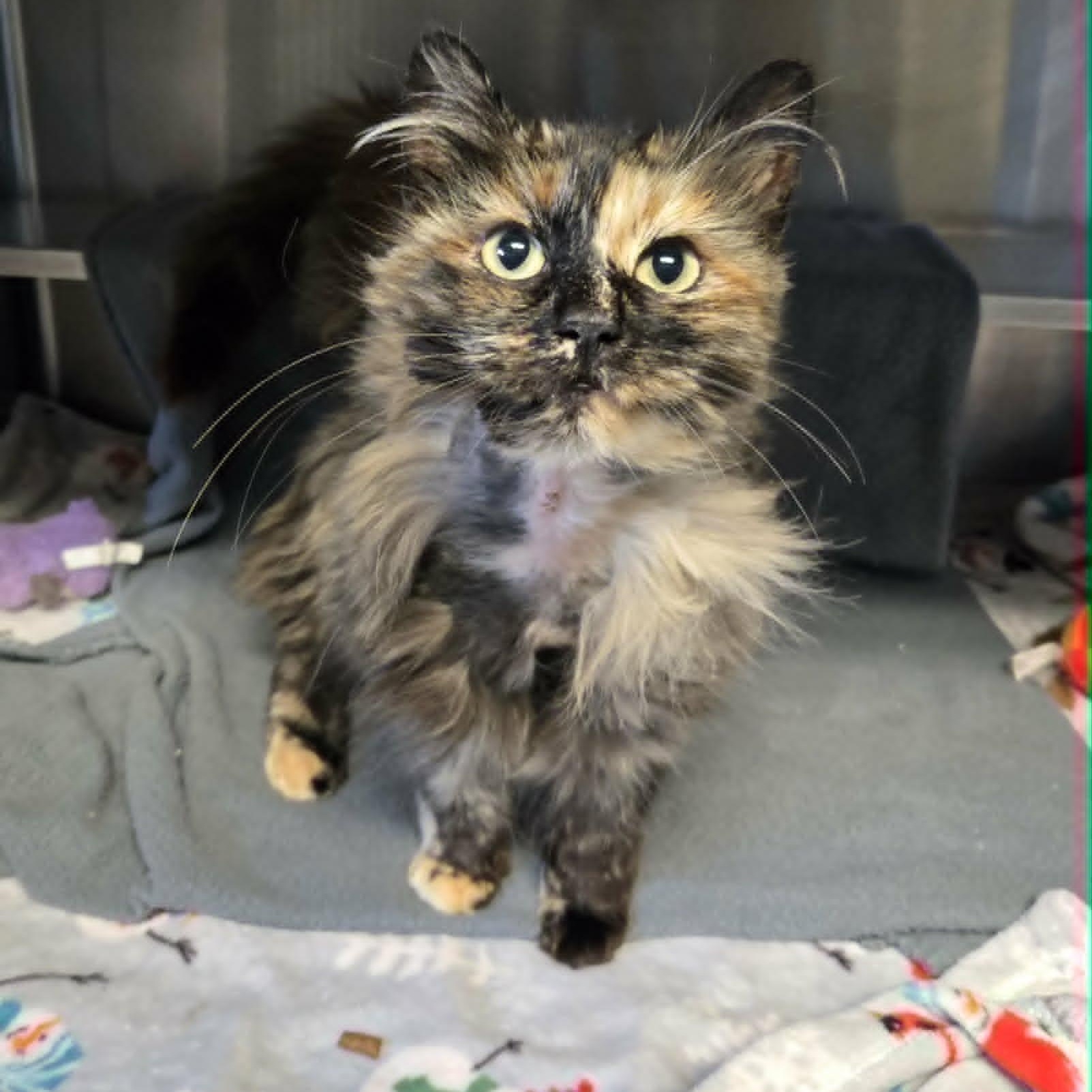 Enlarge Wilka *At Petco*, an adopted Domestic Long Hair in Watertown, WI image 1/2