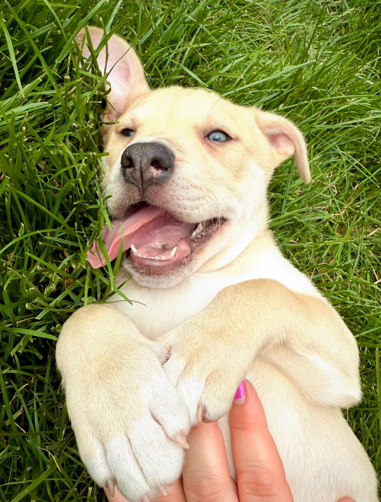 Jae / JJ, Adopted, Puppy Male Rhodesian Ridgeback & Mastiff.