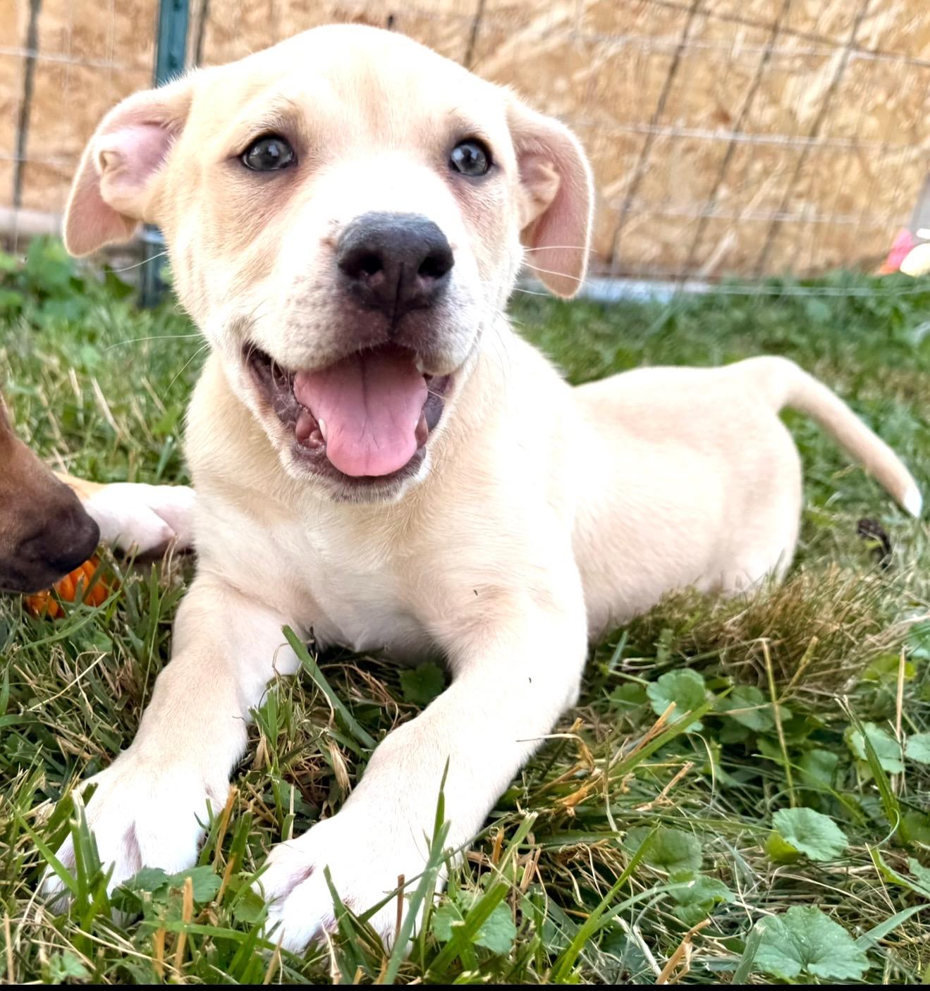 Enlarge Jae / JJ, a Adopted mixed breed in Hilton, NY image 2/3