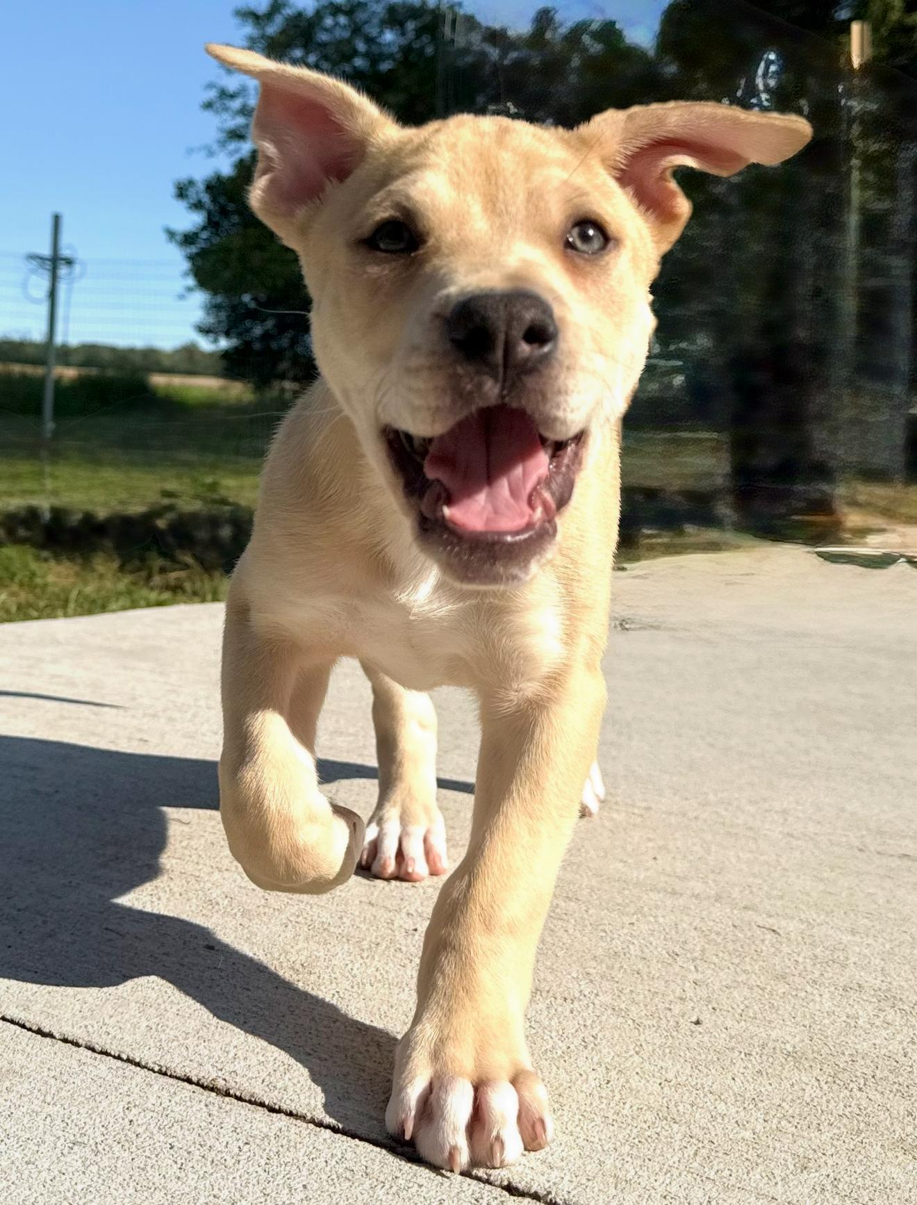 Enlarge Jae / JJ, a Adopted mixed breed in Hilton, NY image 3/3