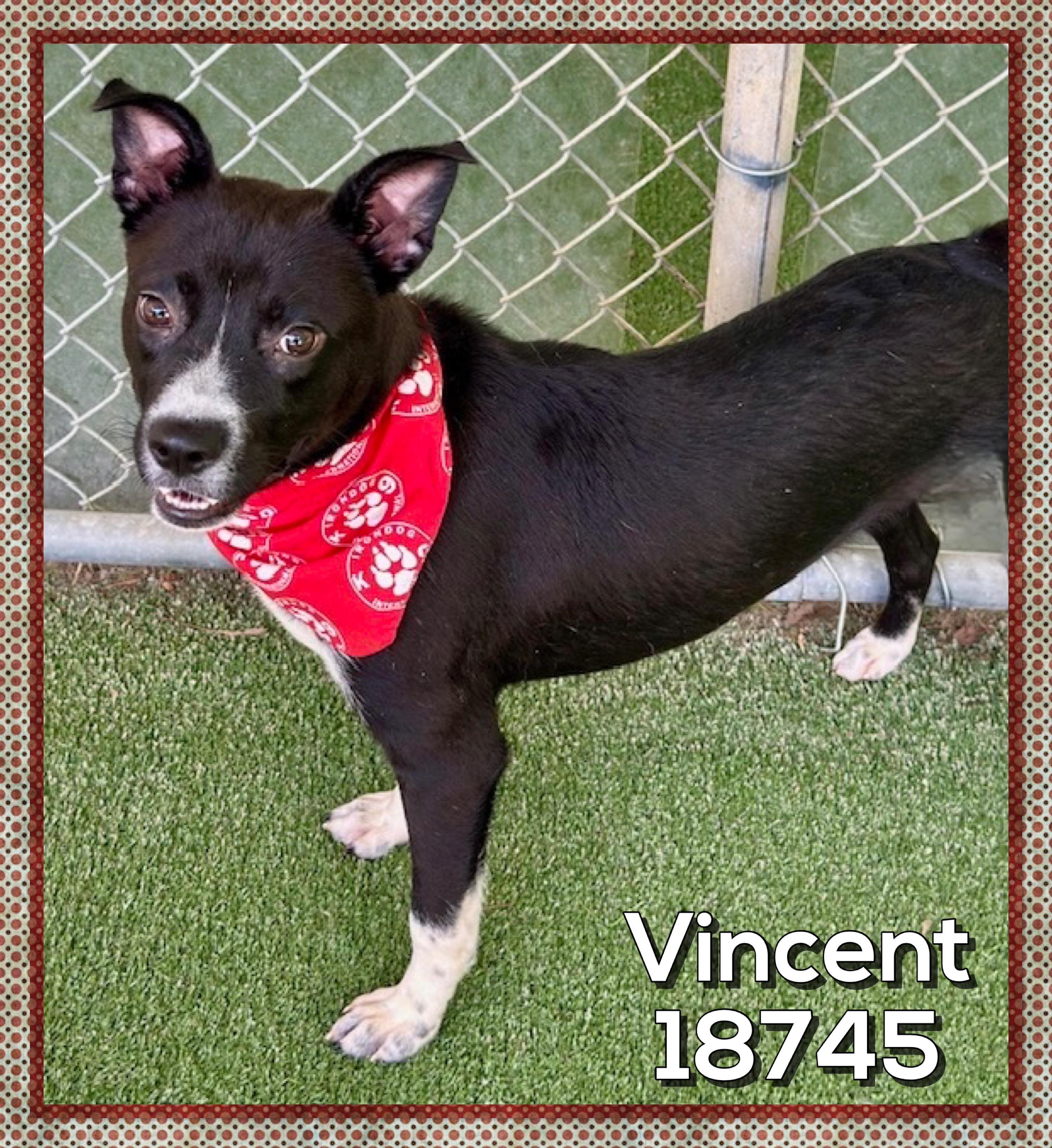 Enlarge VINCENT, a ADOPTABLE mixed breed in Marietta, GA image 2/4