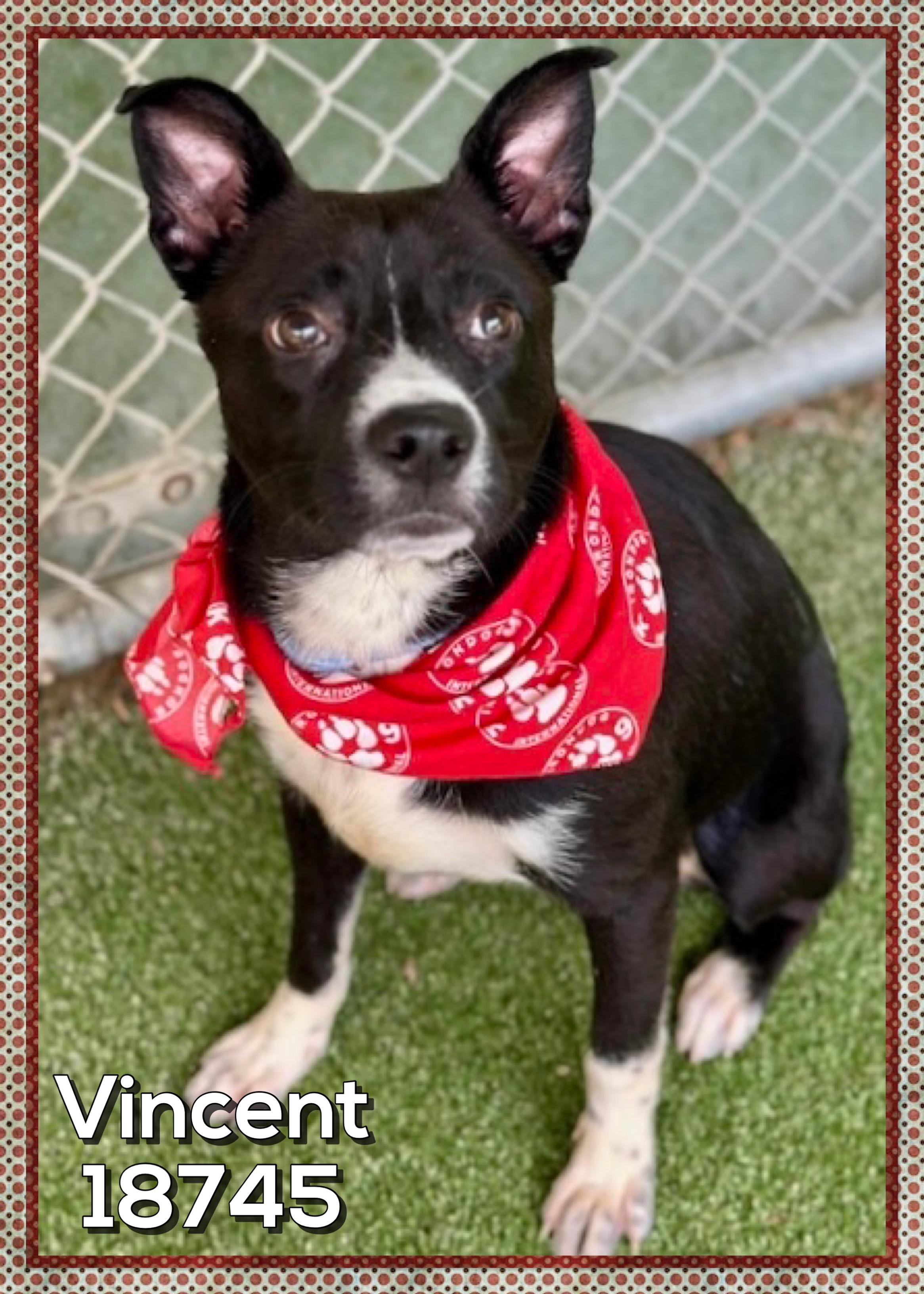 Enlarge VINCENT, a ADOPTABLE mixed breed in Marietta, GA image 3/4