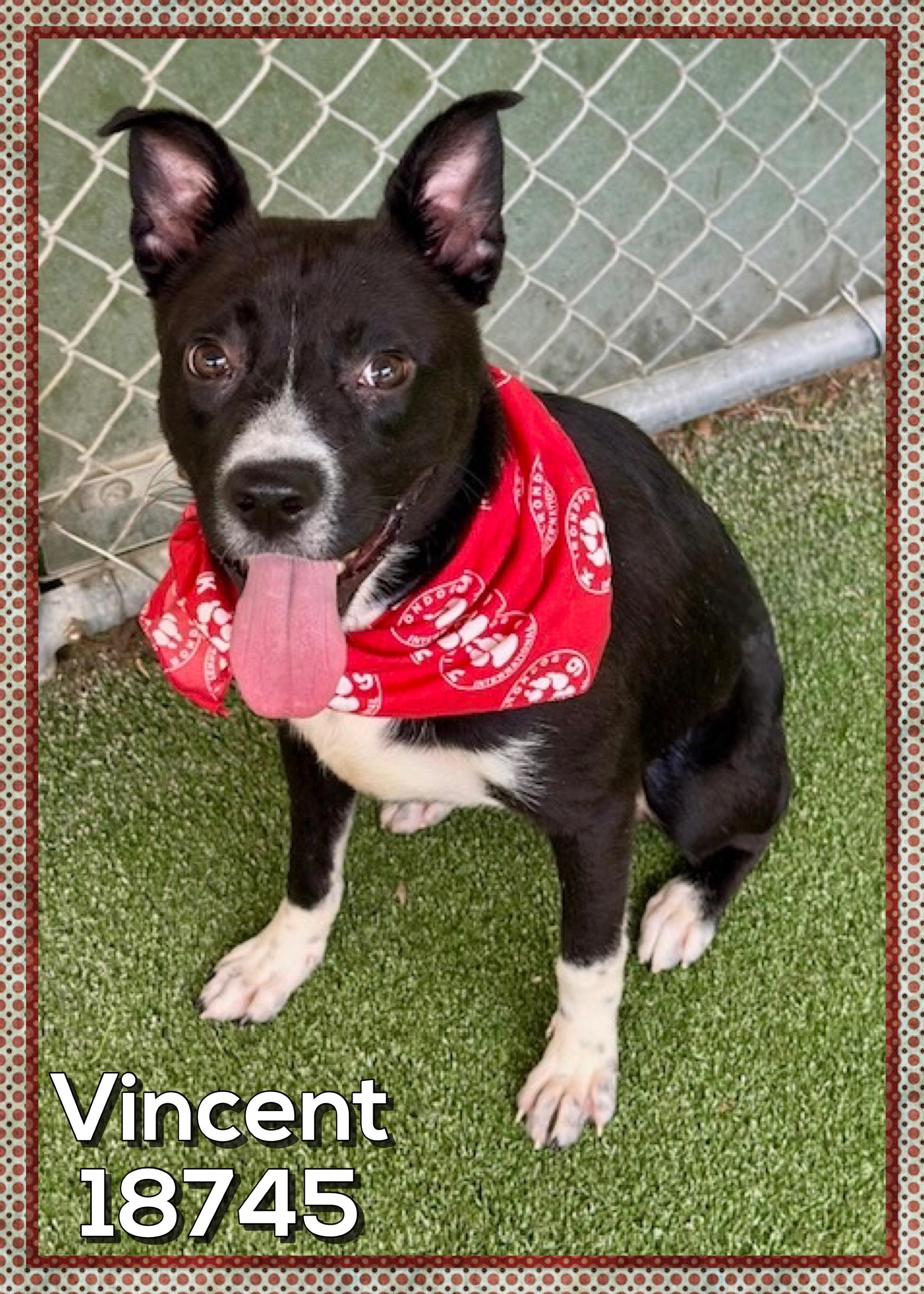 VINCENT, ADOPTABLE, Young Male Labrador Retriever & Basenji.