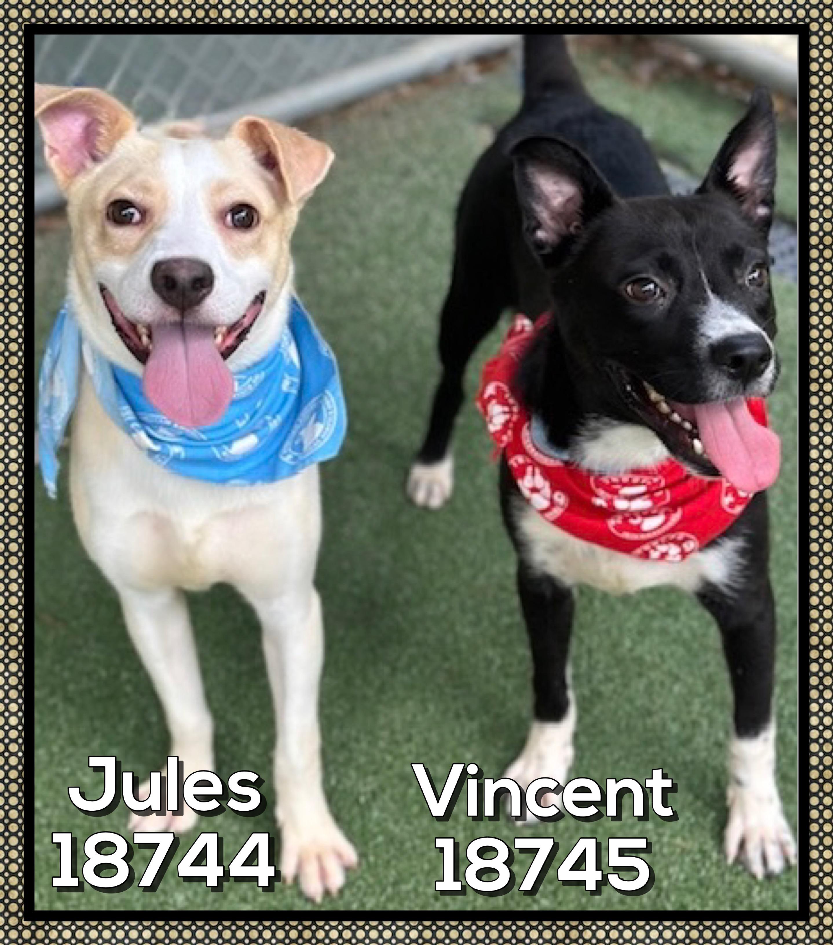 Enlarge VINCENT, a ADOPTABLE mixed breed in Marietta, GA image 4/4