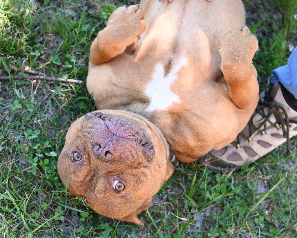 Enlarge DA 46 Big Mac, a Adoptable mixed breed in Glen Allen, VA image 1/3