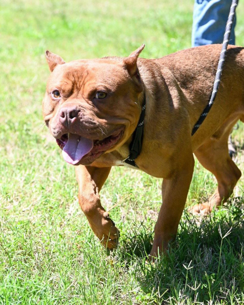 Enlarge DA 46 Big Mac, a Adoptable mixed breed in Glen Allen, VA image 2/3