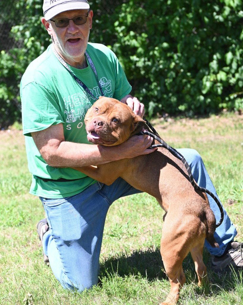 Enlarge DA 46 Big Mac, a Adoptable mixed breed in Glen Allen, VA image 3/3