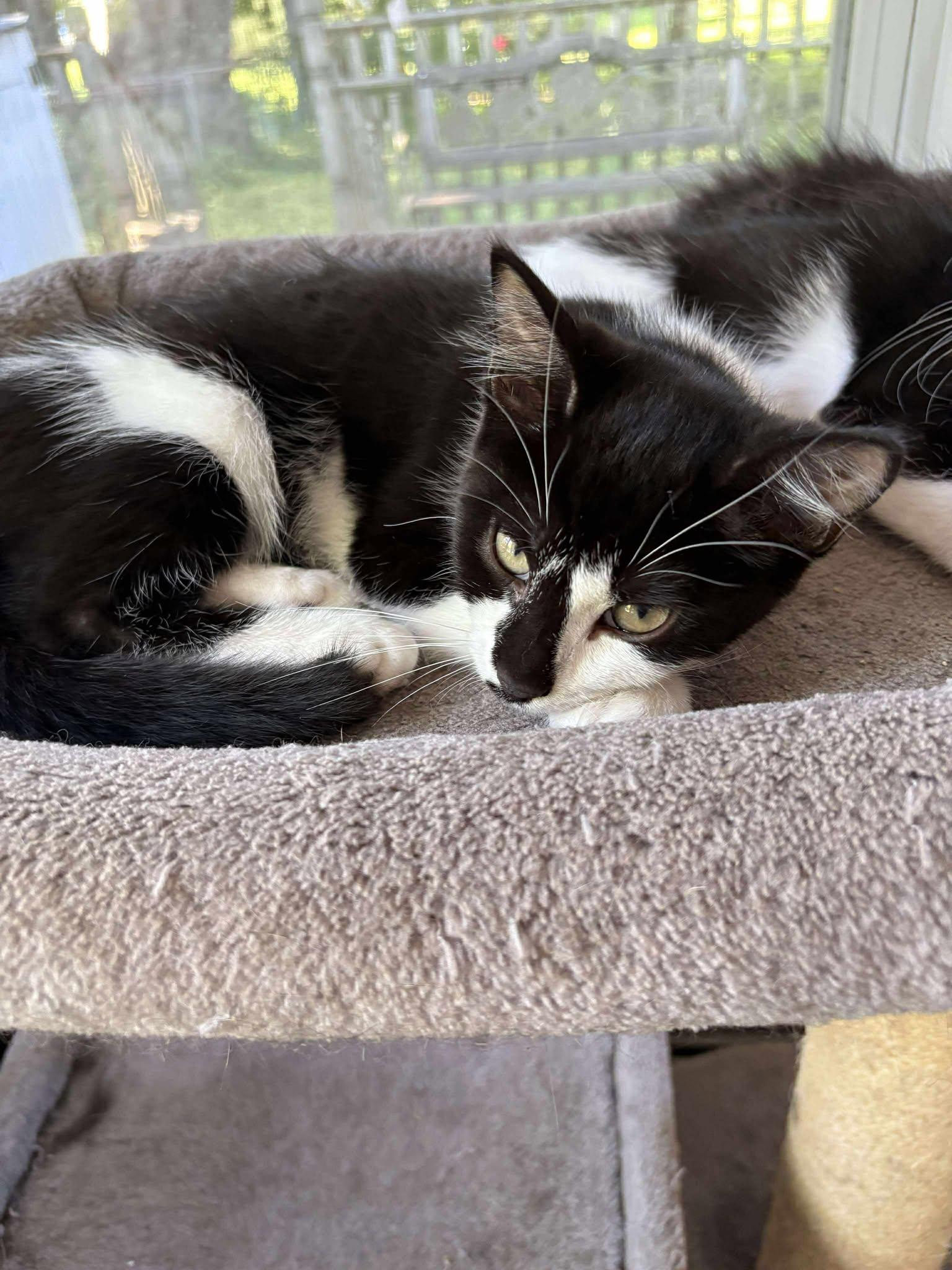 Cayenne, a Adoptable Tuxedo in Norwich, CT image 2/5