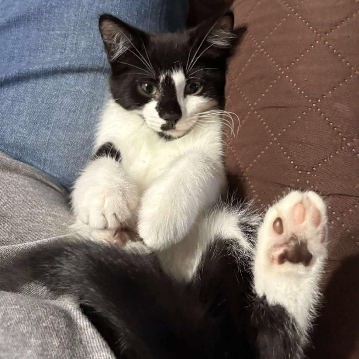 Cayenne, Adoptable, Kitten Female Tuxedo.
