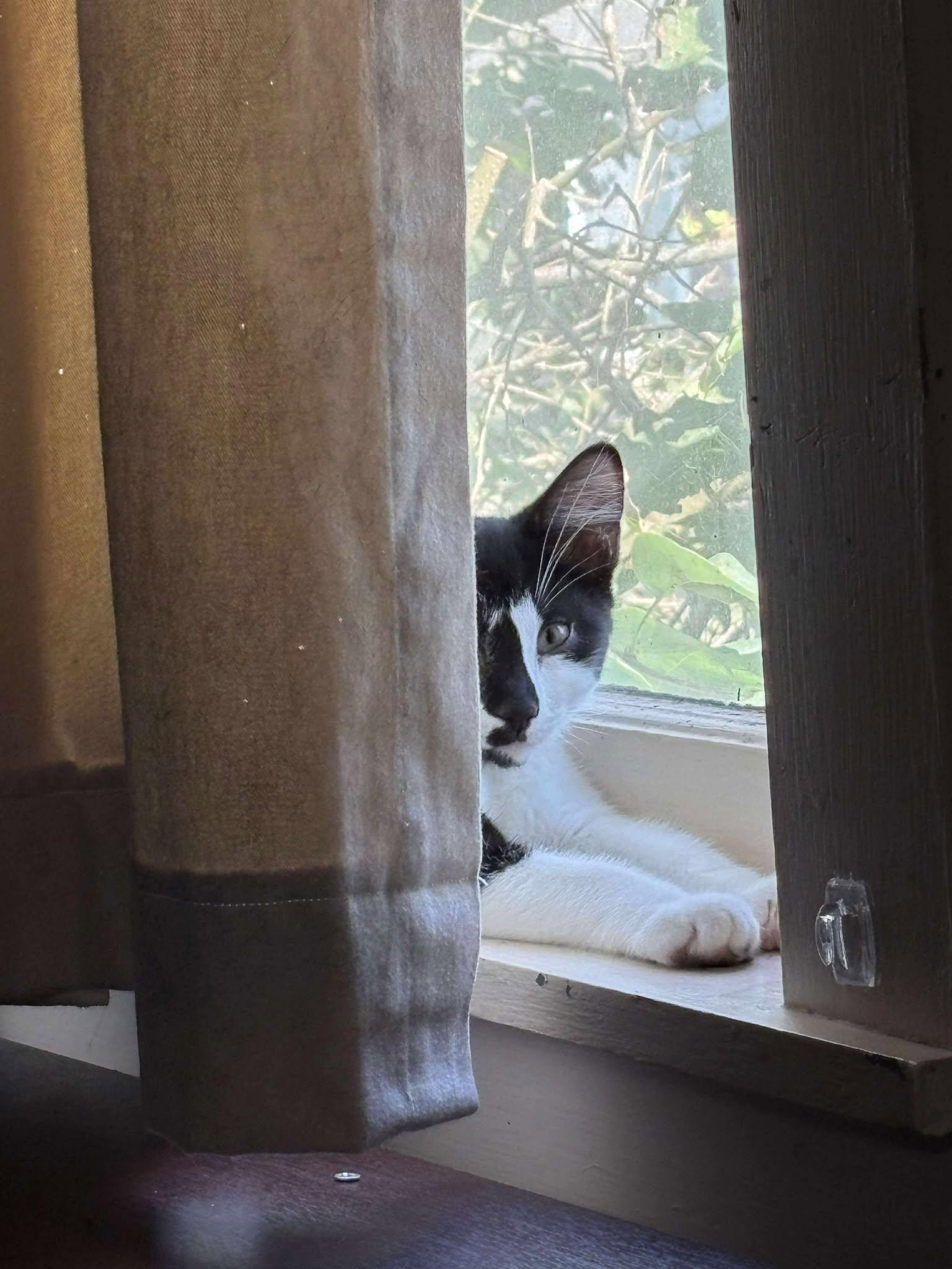 Cayenne, a Adoptable Tuxedo in Norwich, CT image 5/5