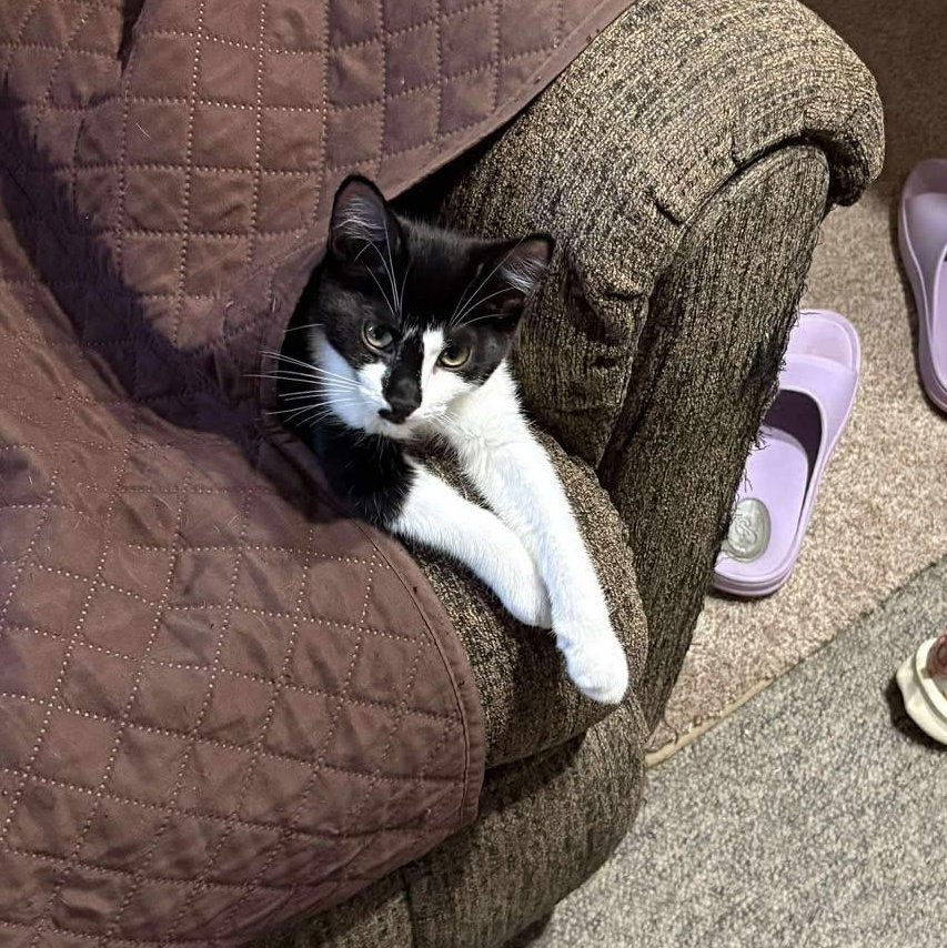 Cayenne, a Adoptable Tuxedo in Norwich, CT image 4/5