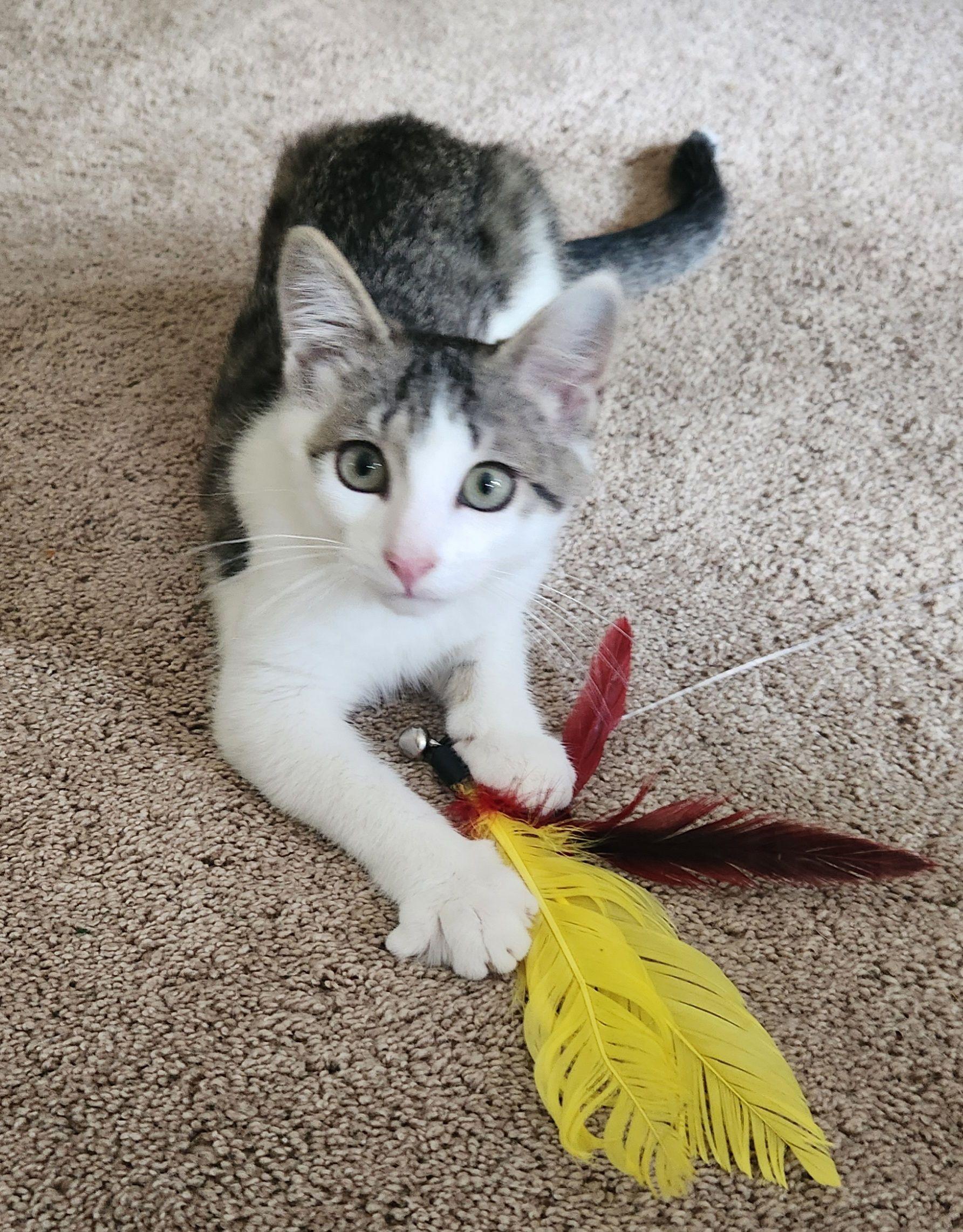 Route 15 Sisters: Jamie & Mona, a Adoptable Domestic Short Hair in Leesburg, VA image 1/4