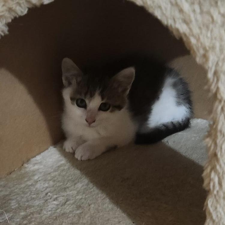 Route 15 Sisters: Jamie & Mona, a Adoptable Domestic Short Hair in Leesburg, VA image 2/4