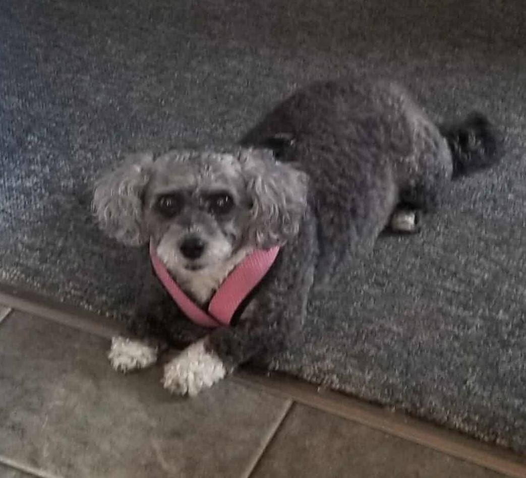GiGi